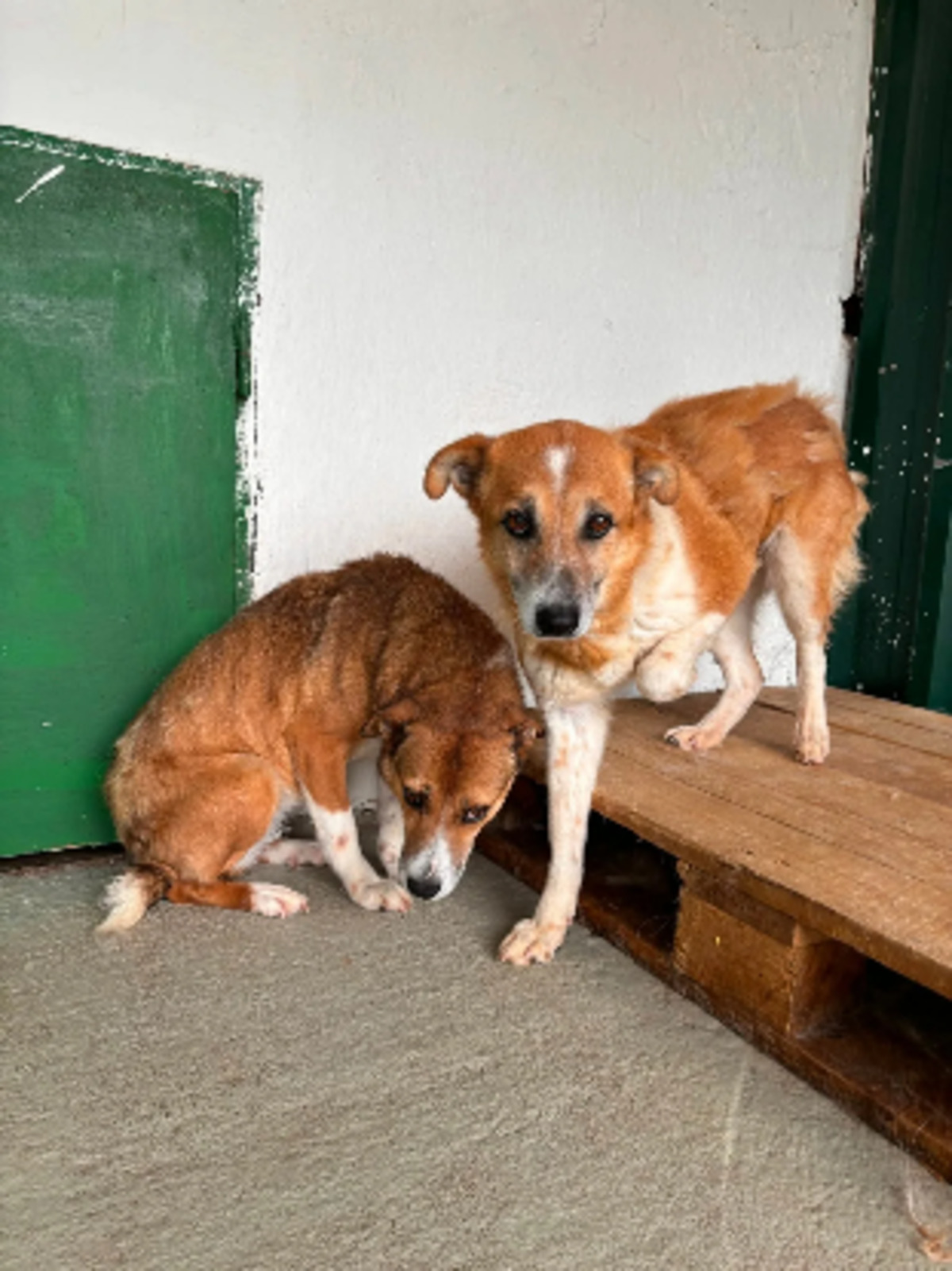 Adoption Cupidon