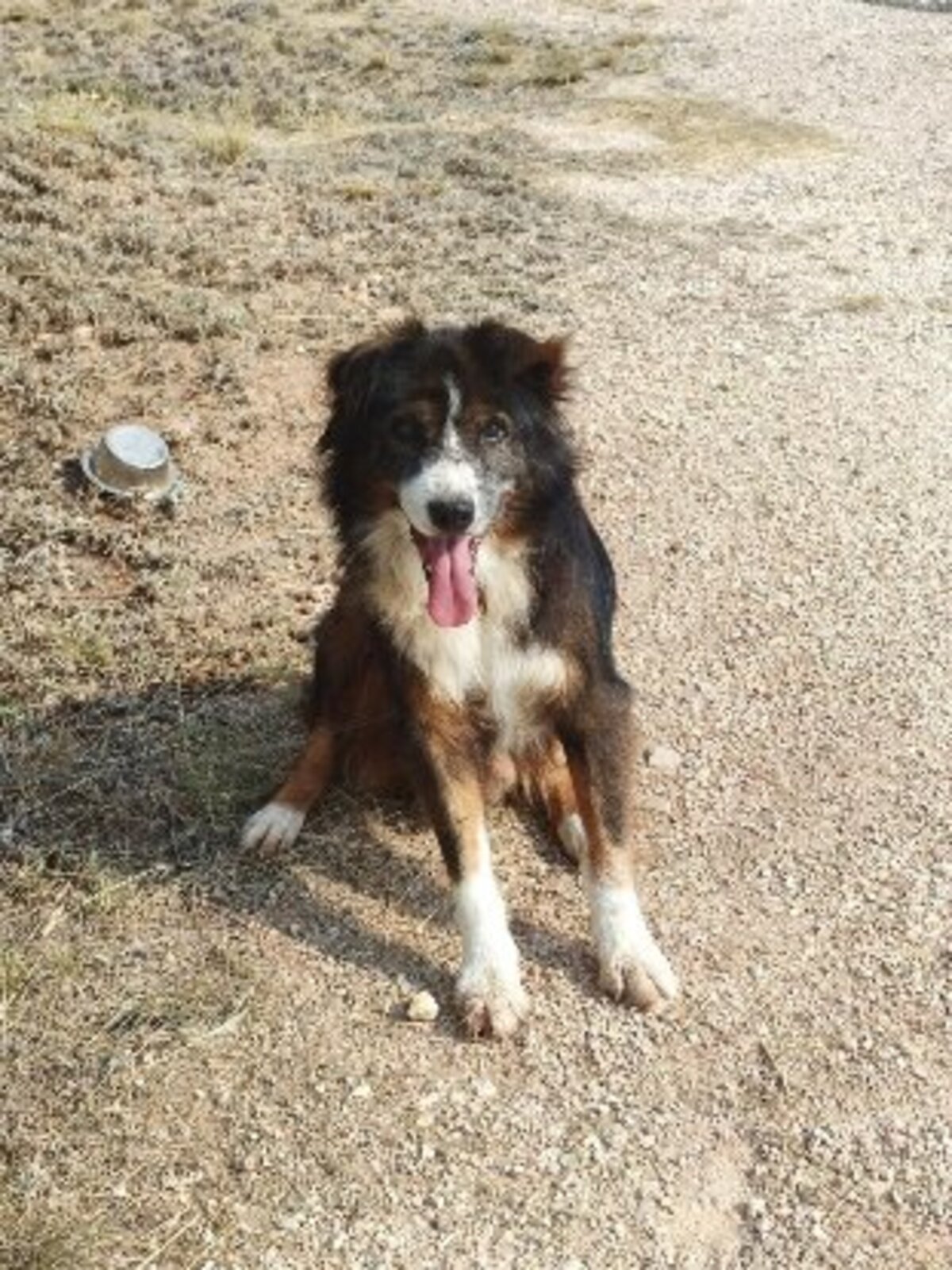 Adoption Currito