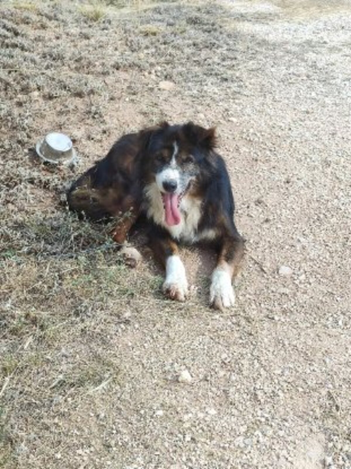 Adoption Currito