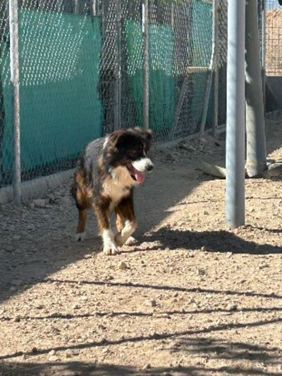 Adoption Currito
