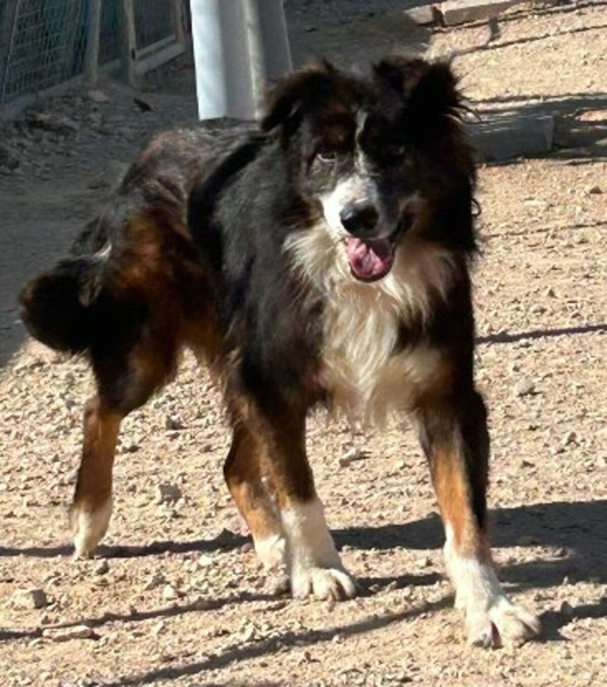 Adoption Currito