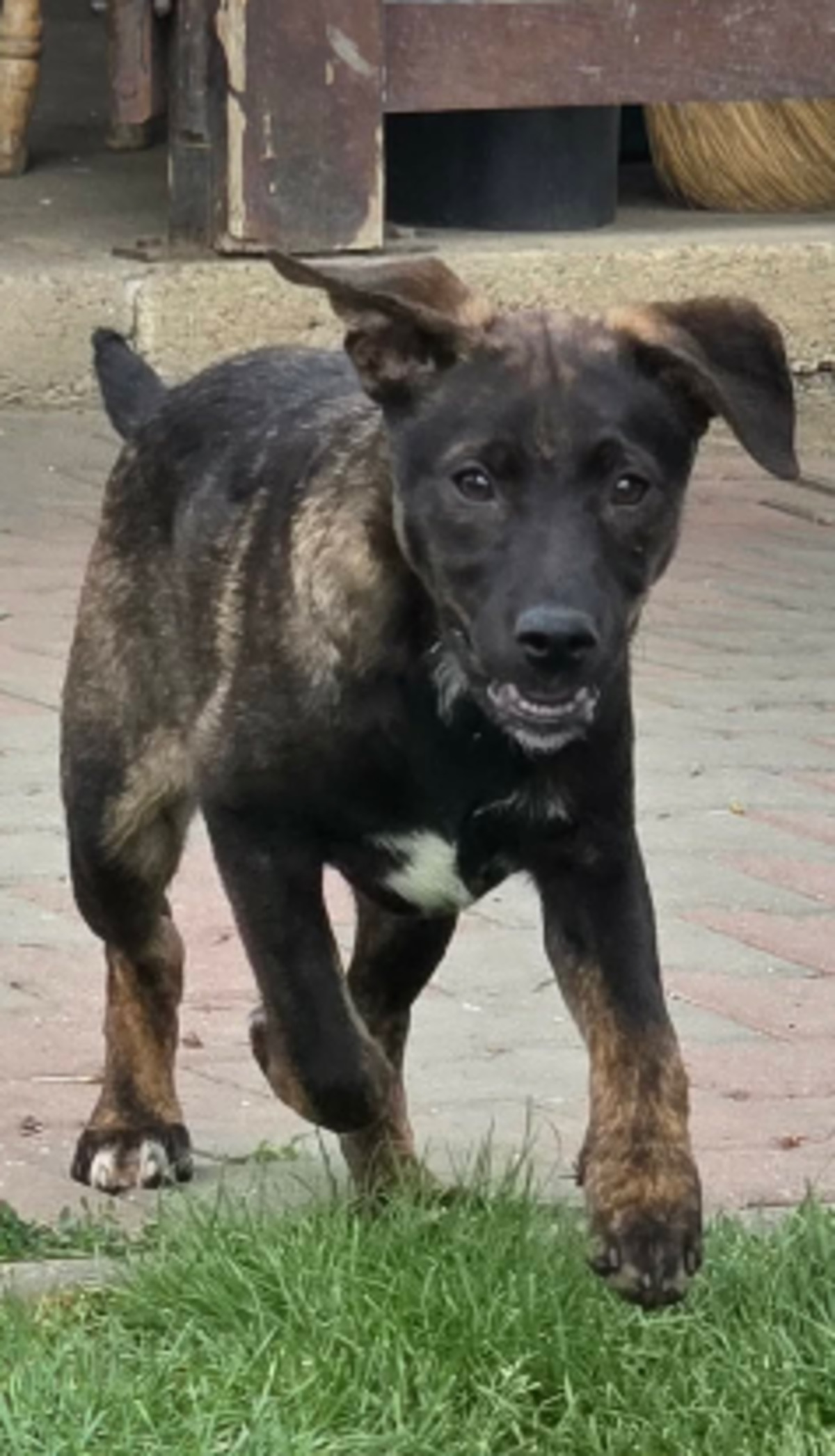 Adoption Cybelle