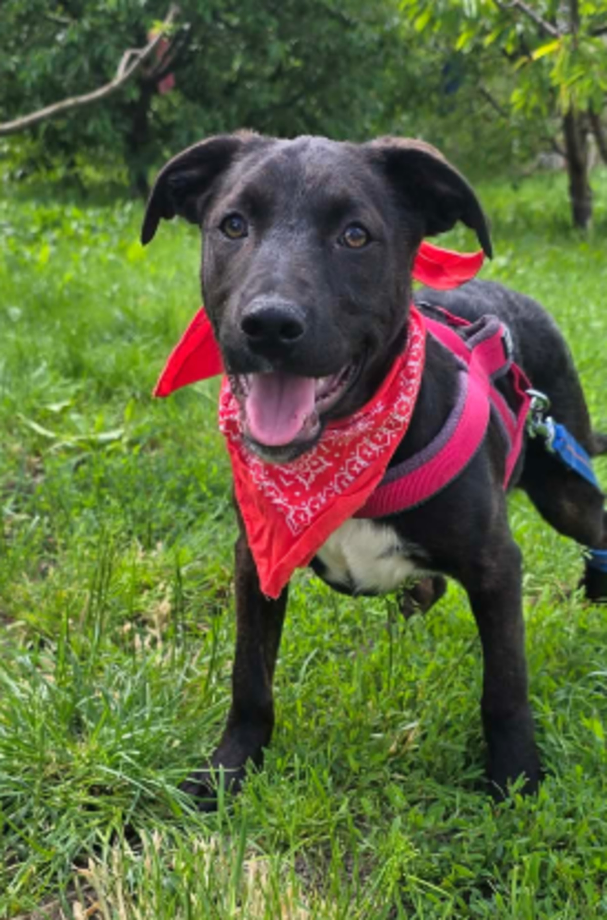 Adoption Cyra