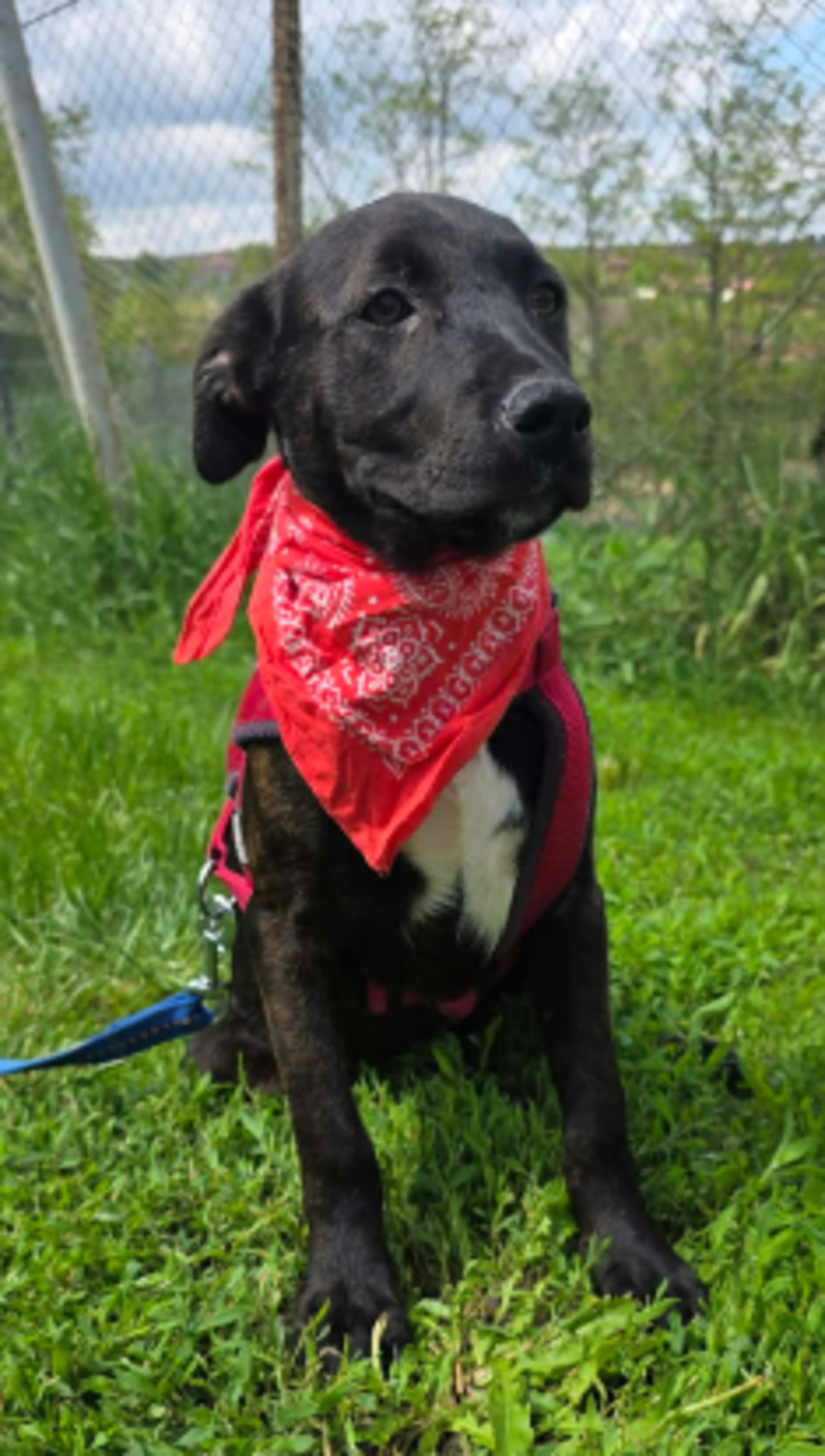 Adoption Cyra