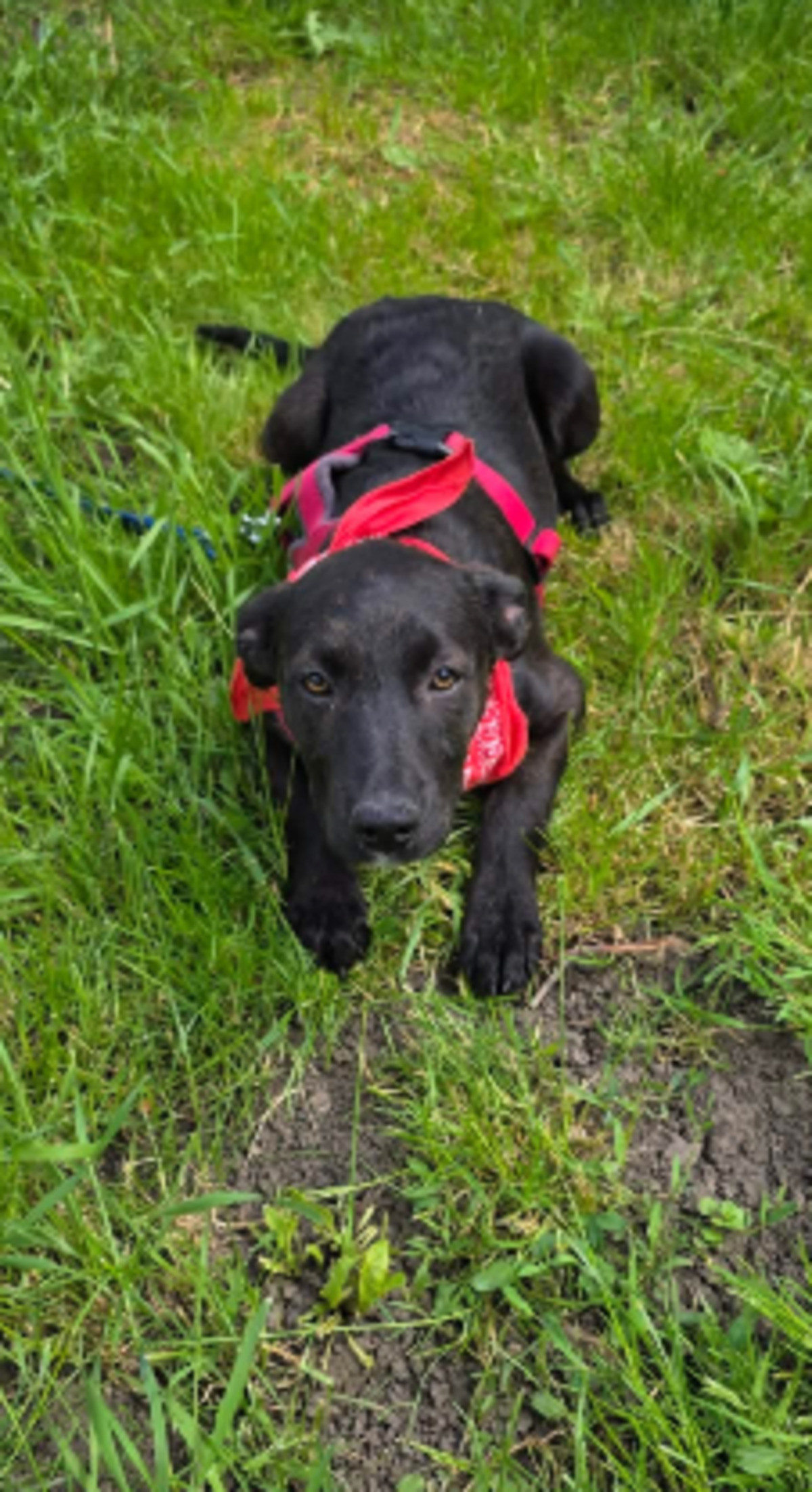 Adoption Cyra