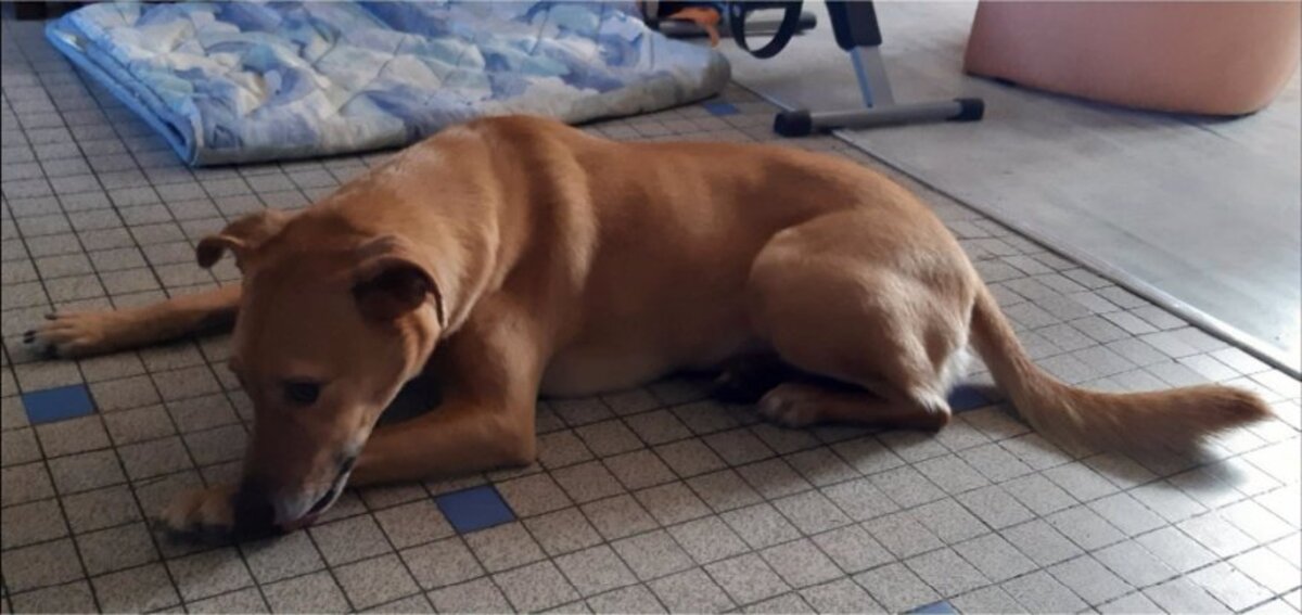 Adoption Daisy
