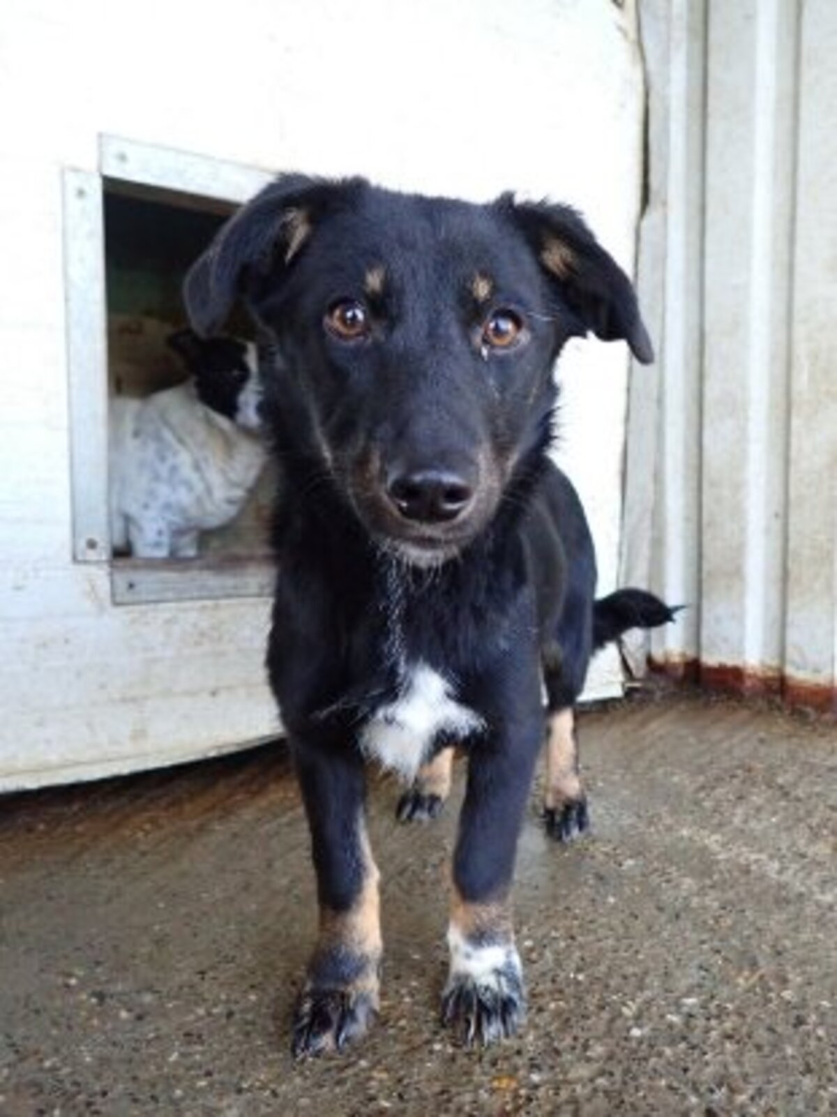 Adoption Dakota
