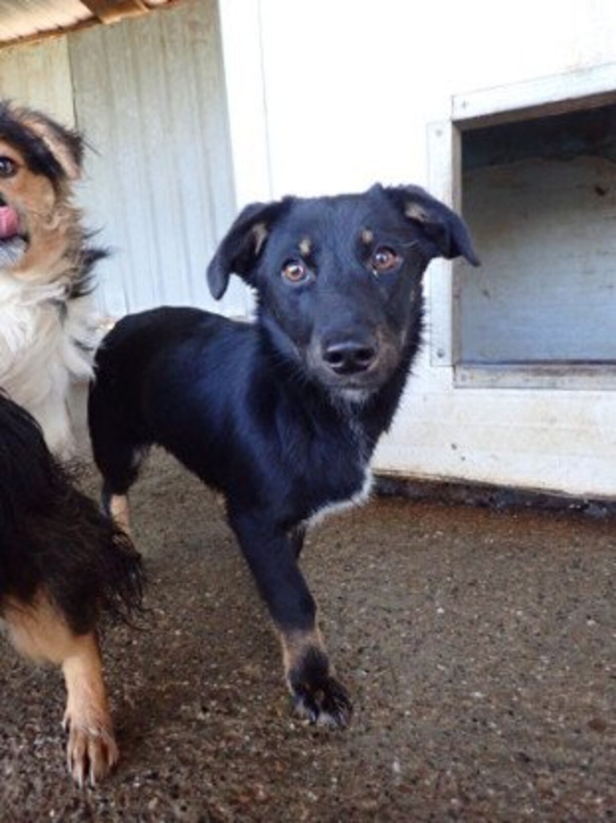 Adoption Dakota