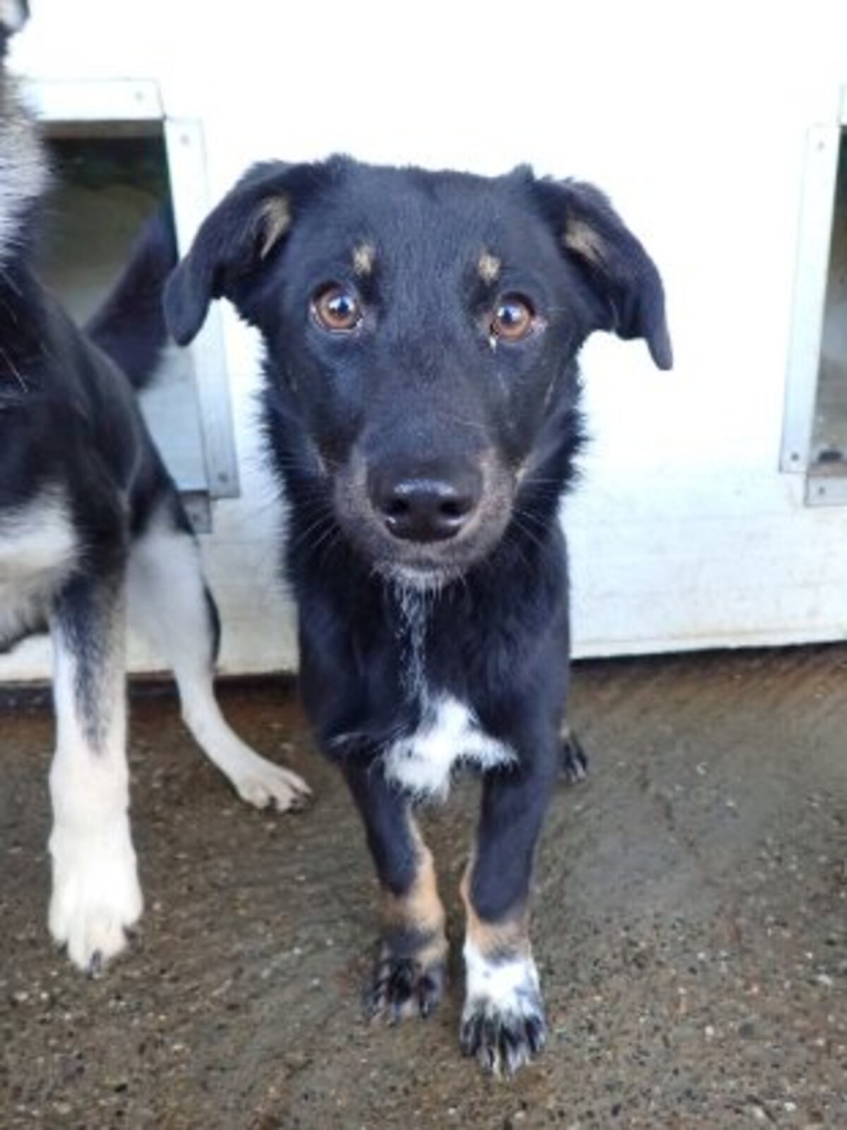 Adoption Dakota