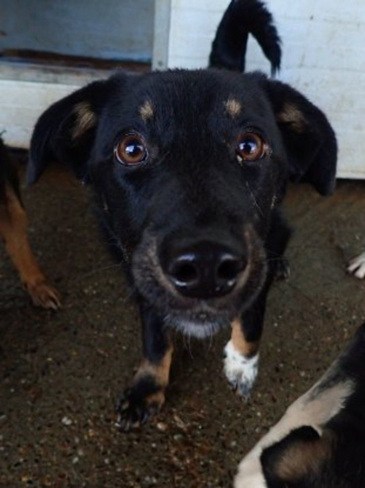 Adoption Dakota