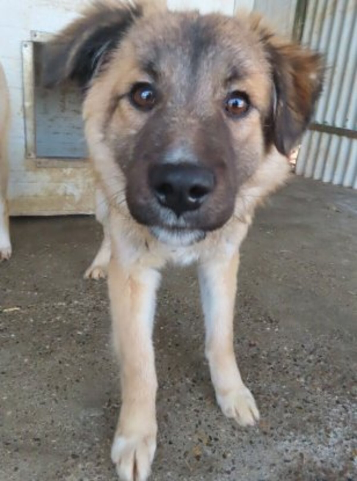 Adoption Dalbao