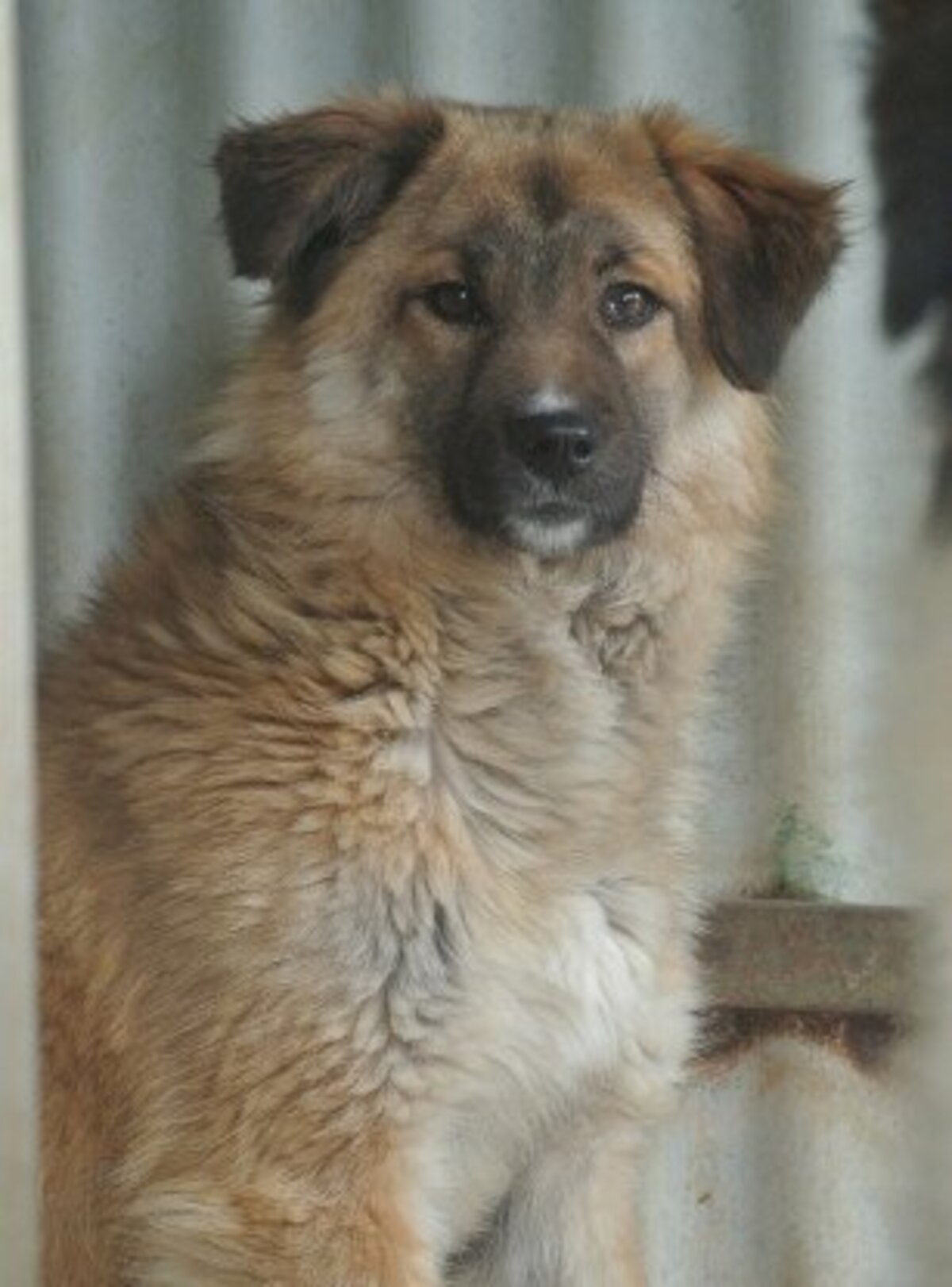 Adoption Dalbao