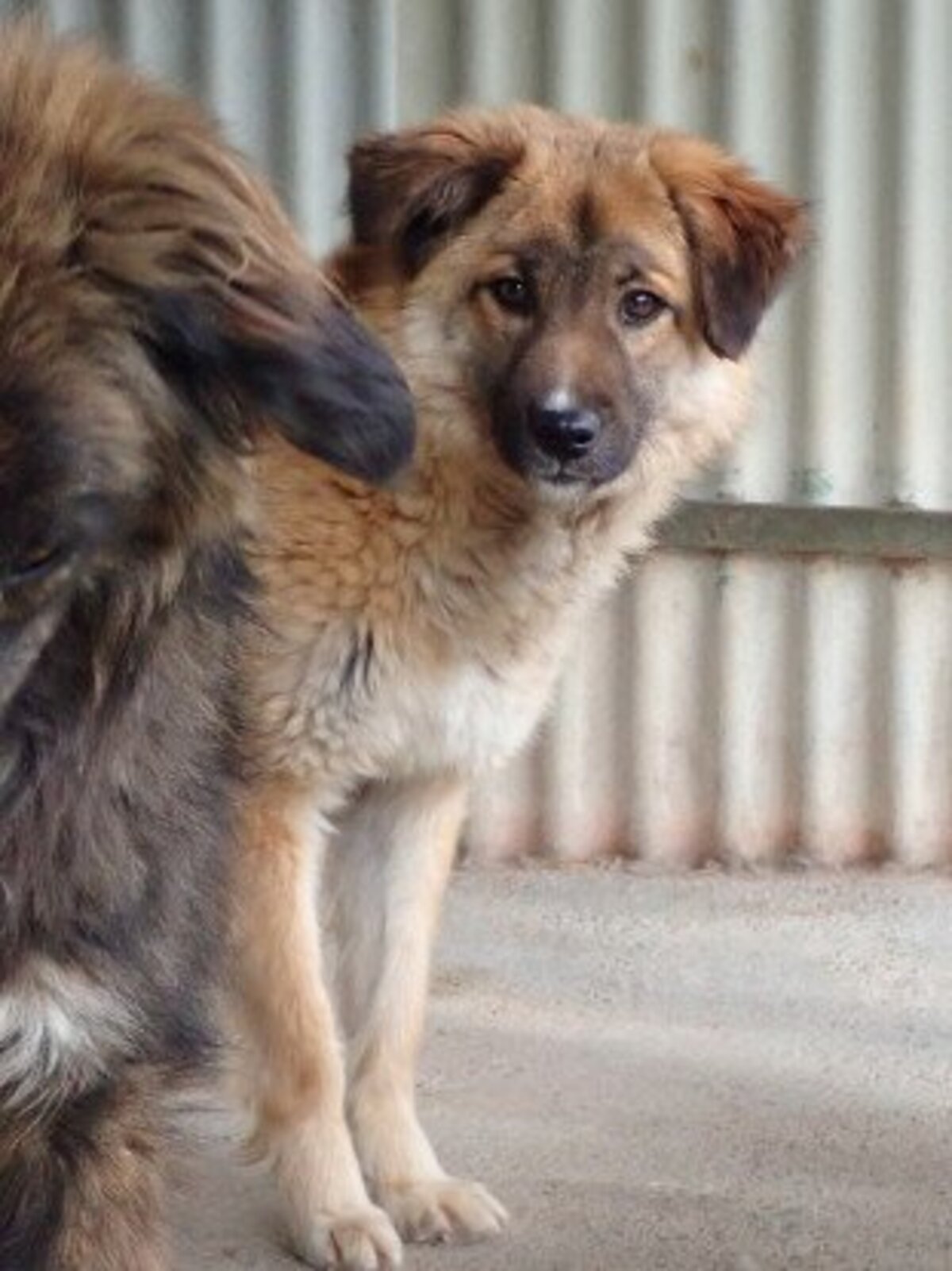 Adoption Dalbao