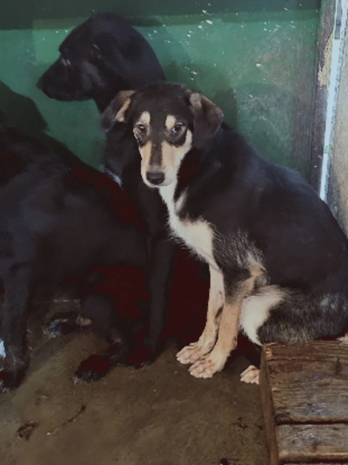 Adoption Dali
