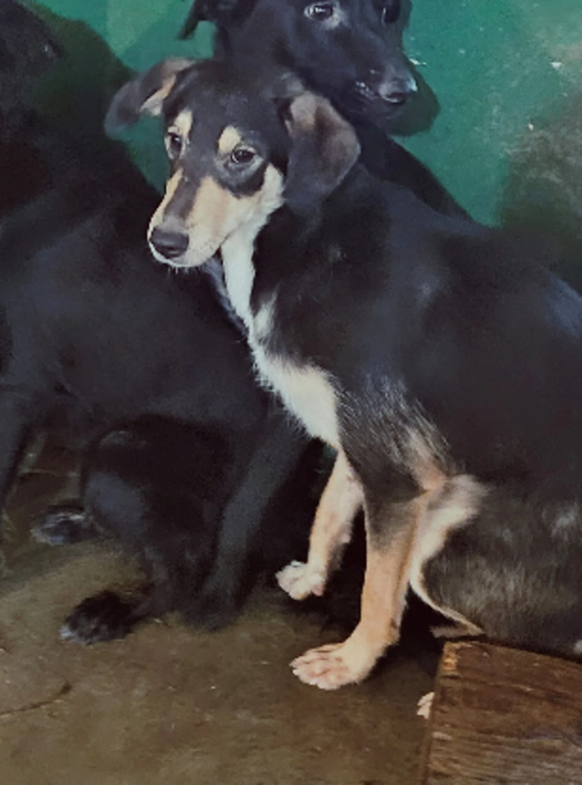 Adoption Dali