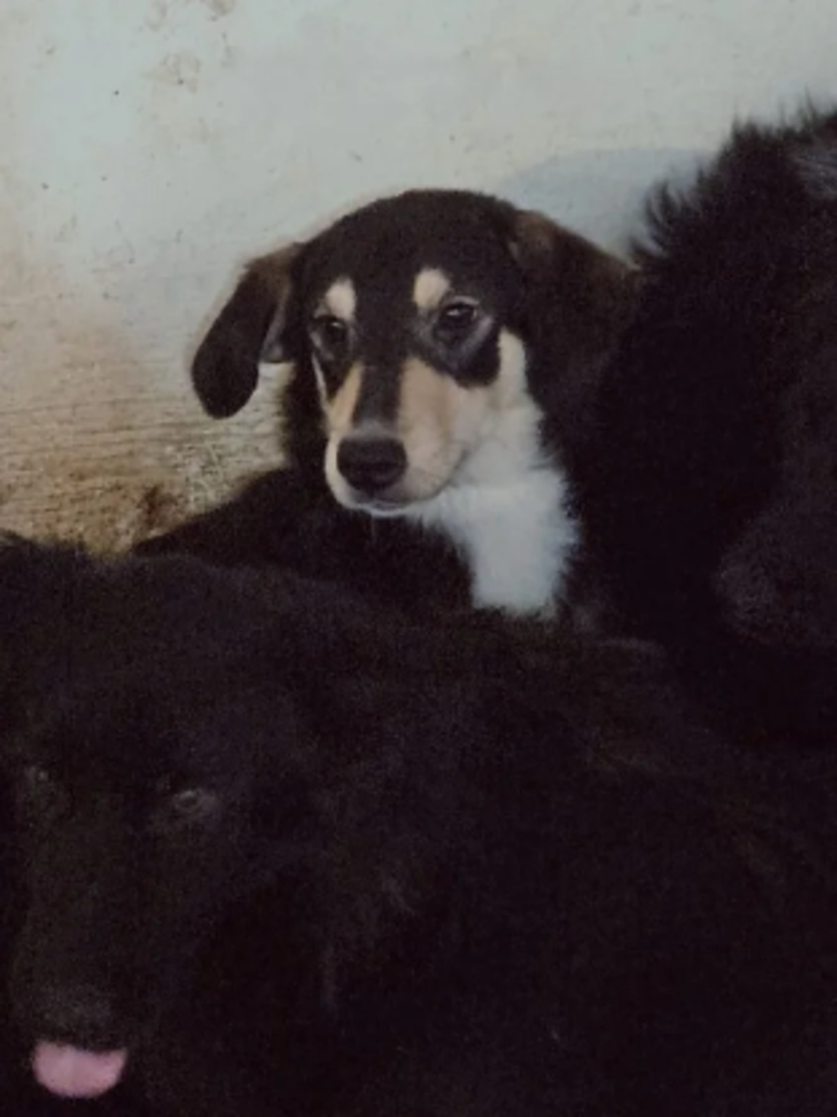 Adoption Dali