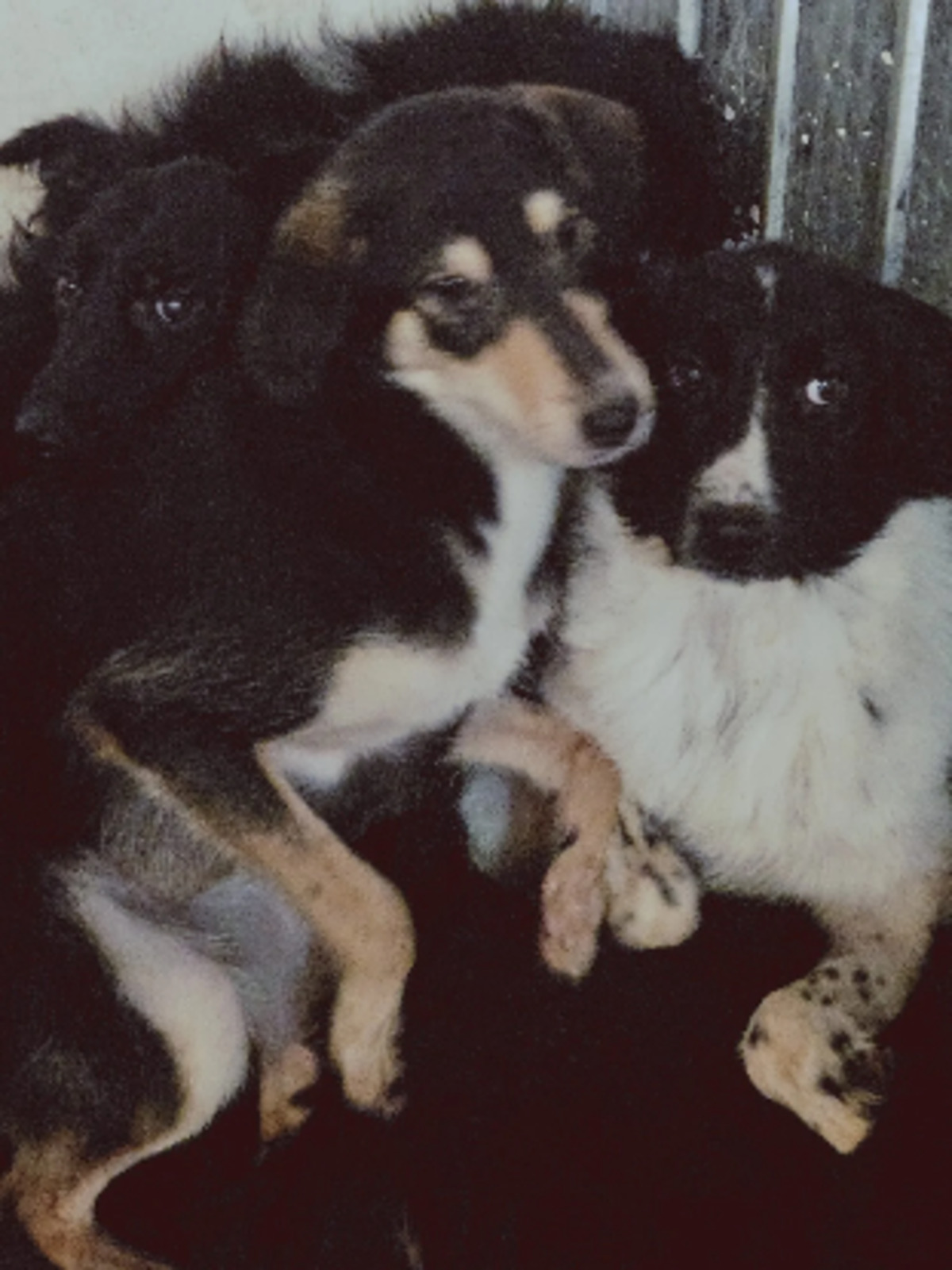 Adoption Dali