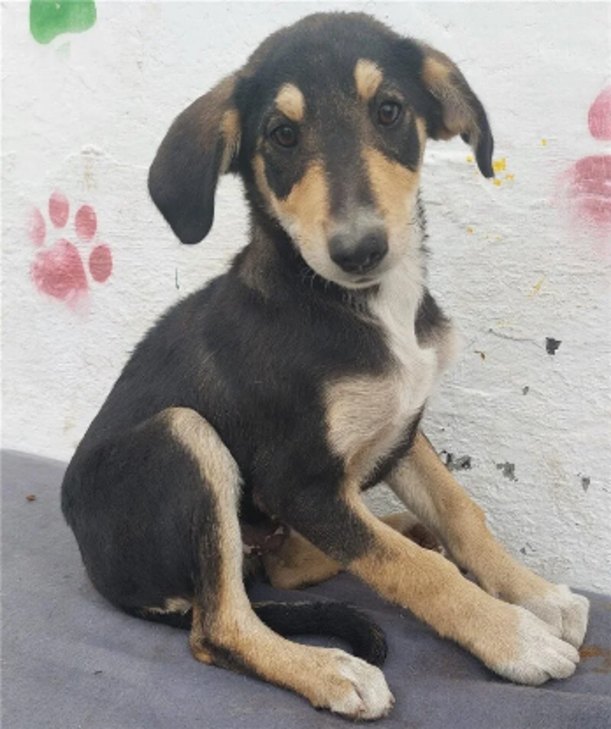 Adoption Dali