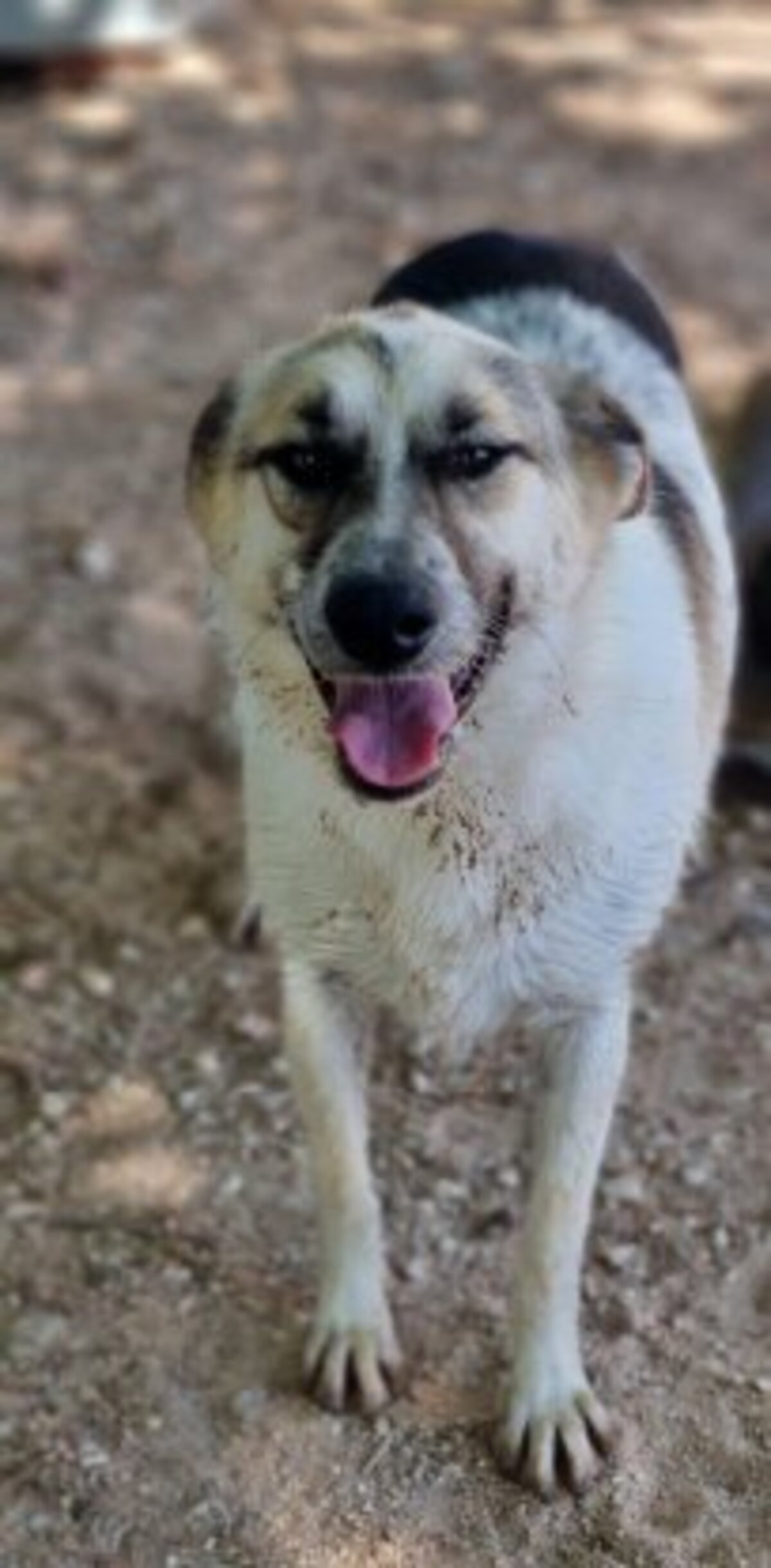 Adoption Dalia