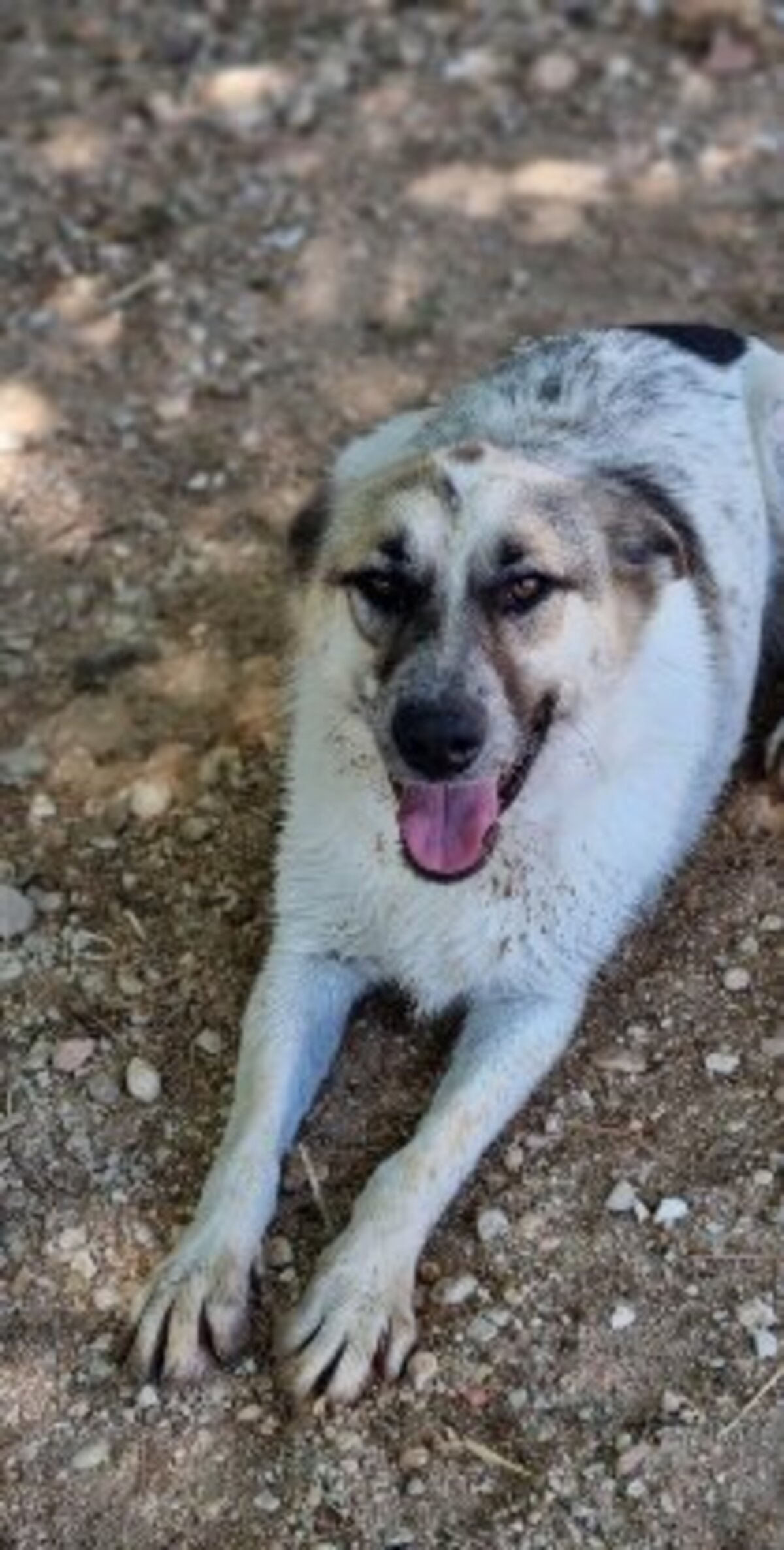 Adoption Dalia