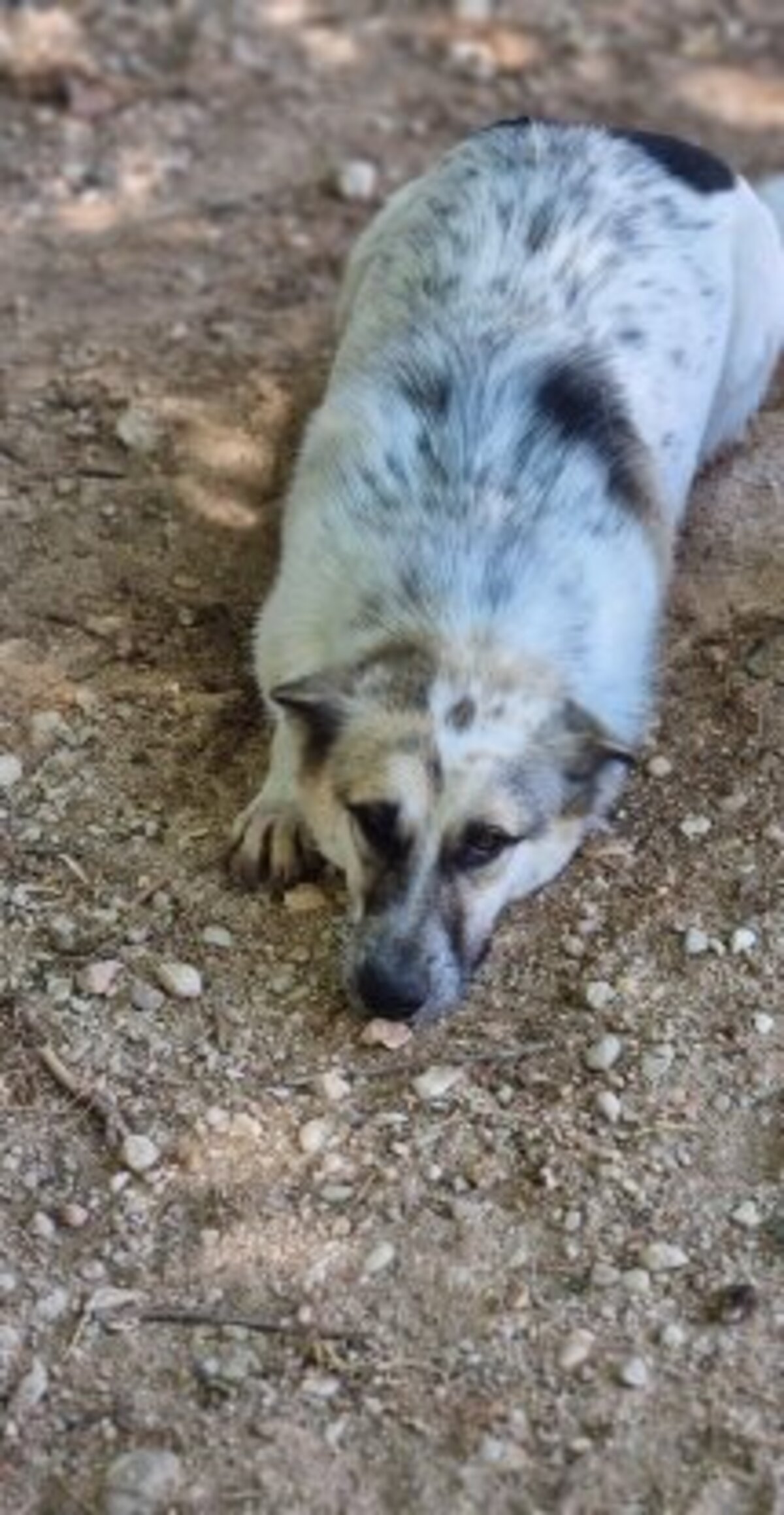 Adoption Dalia