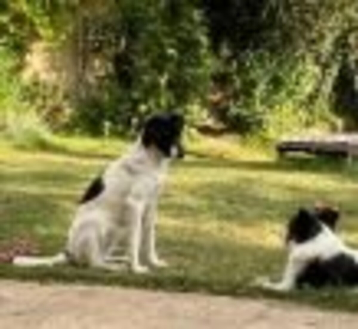 Adoption Dalmatia