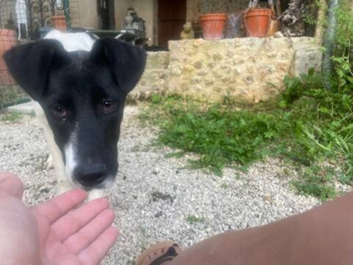 Adoption Dalmatia