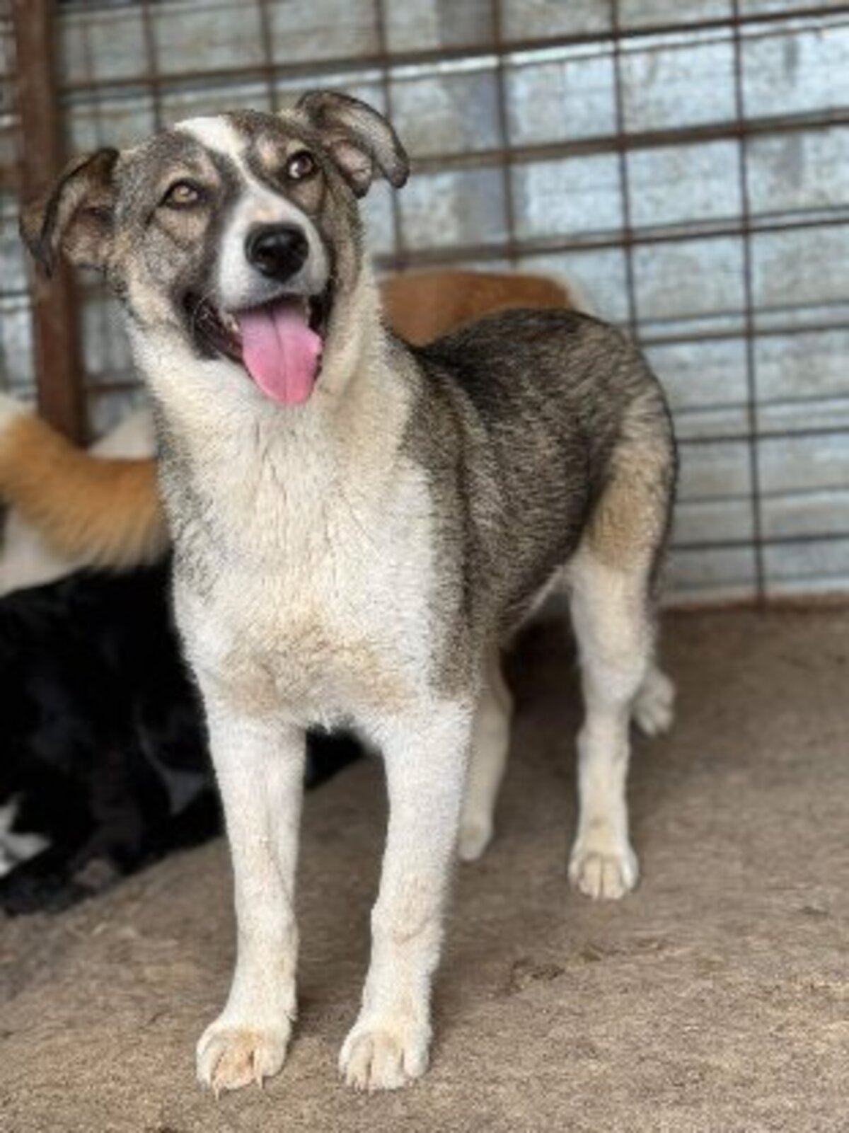 Adoption Dani
