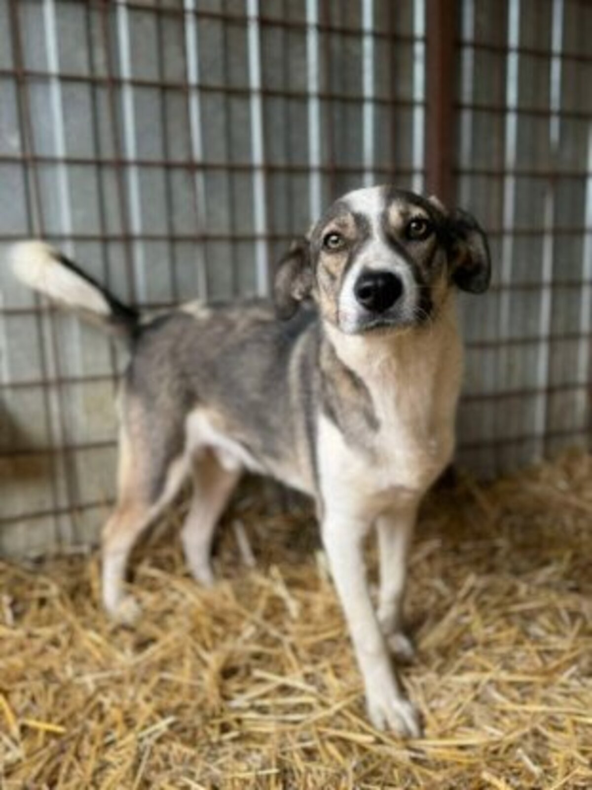 Adoption Dani