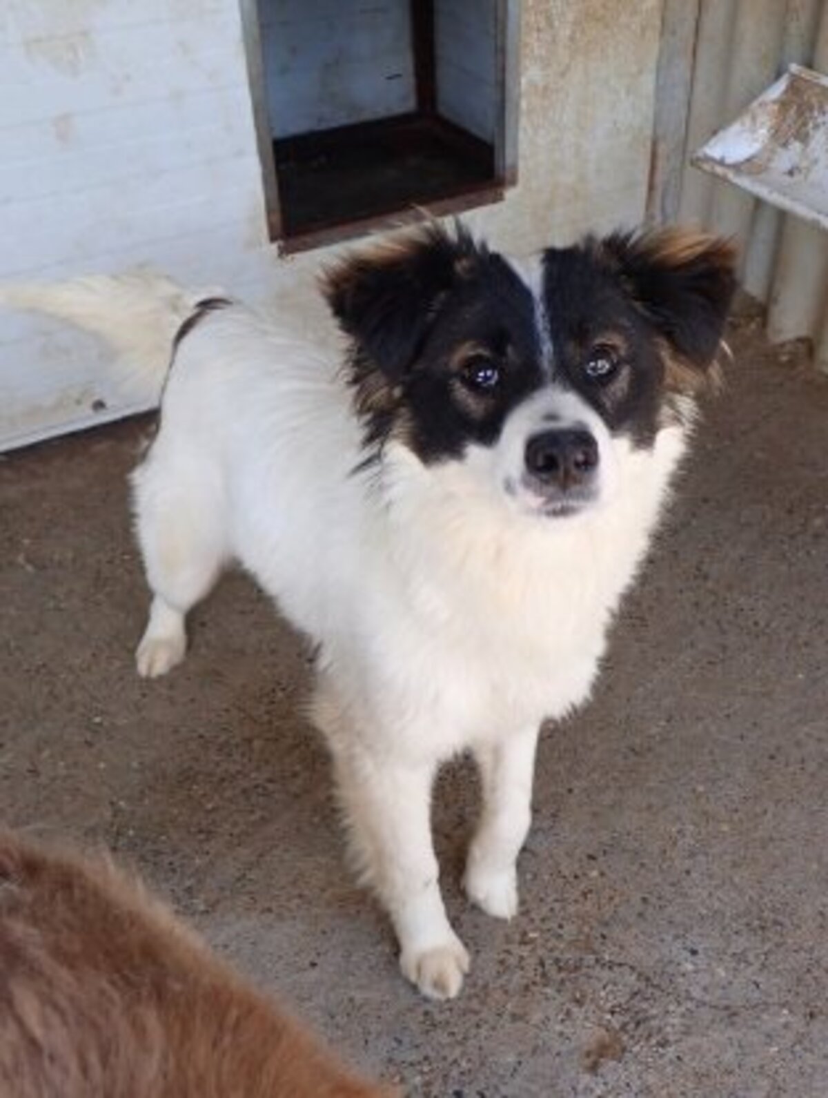 Adoption Darell