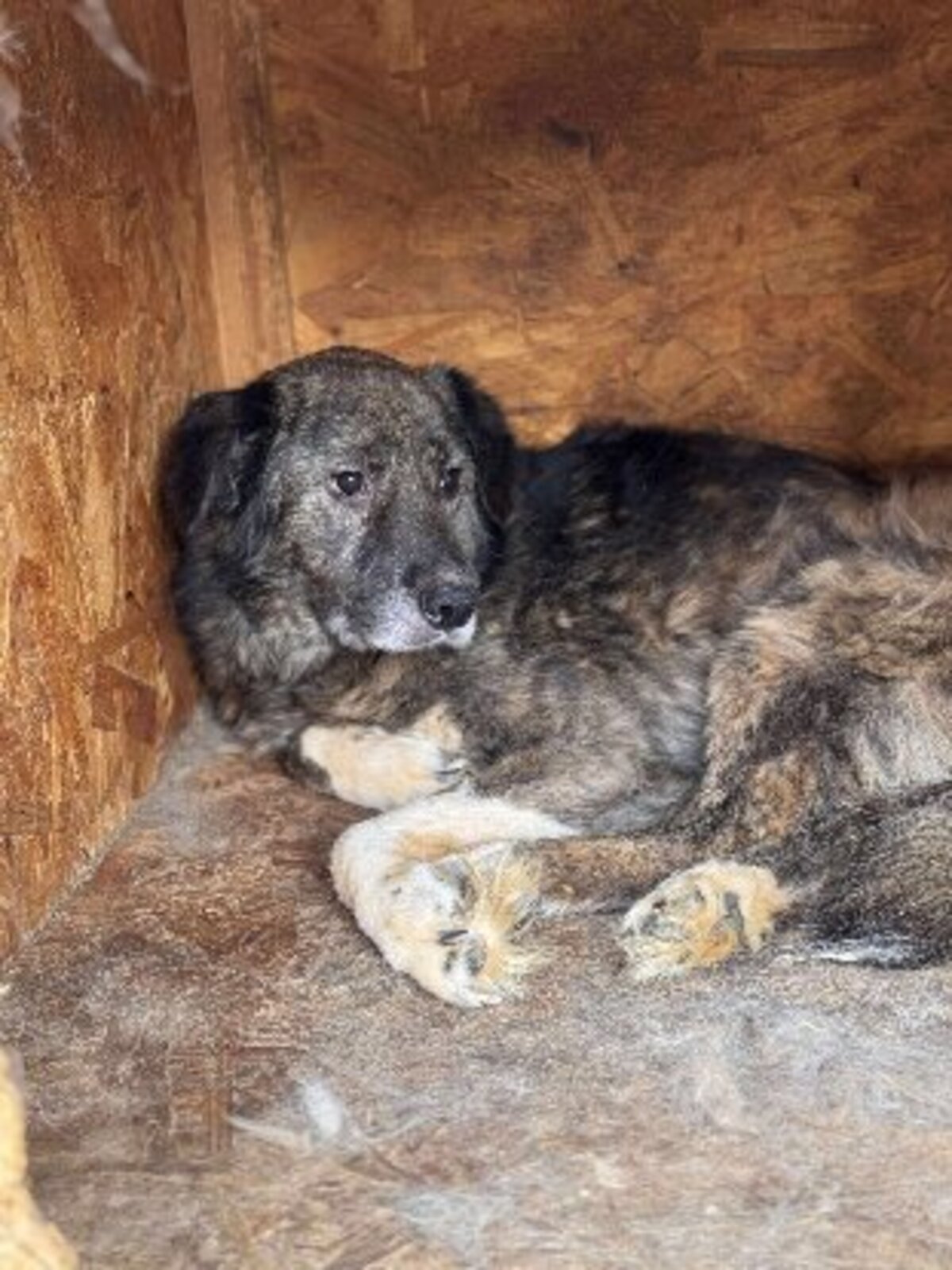 Adoption Darius