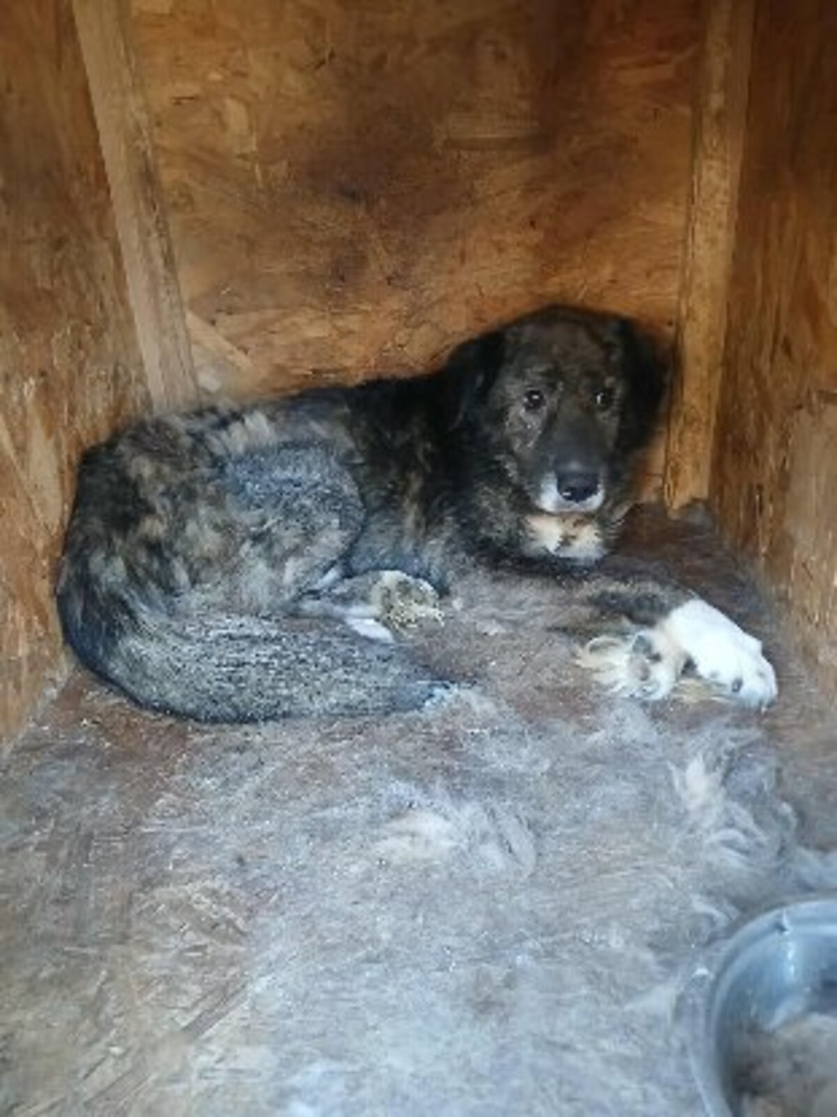 Adoption Darius