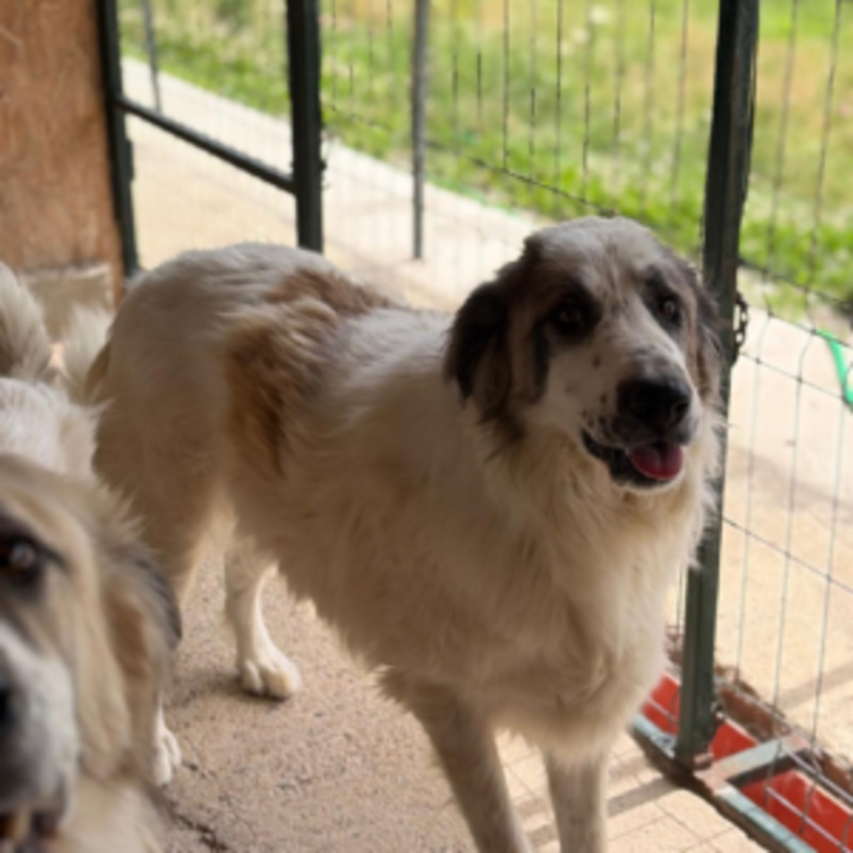 Adoption Dash