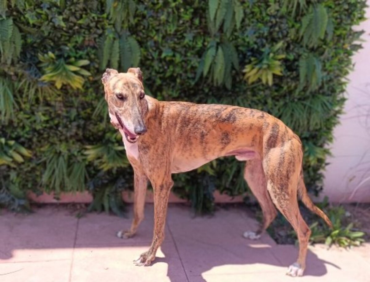 Adoption Dayro