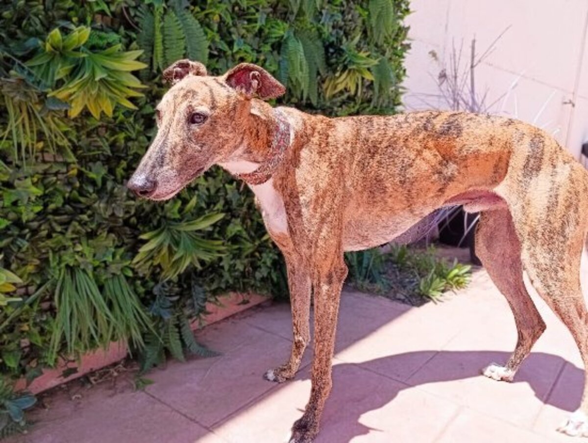 Adoption Dayro