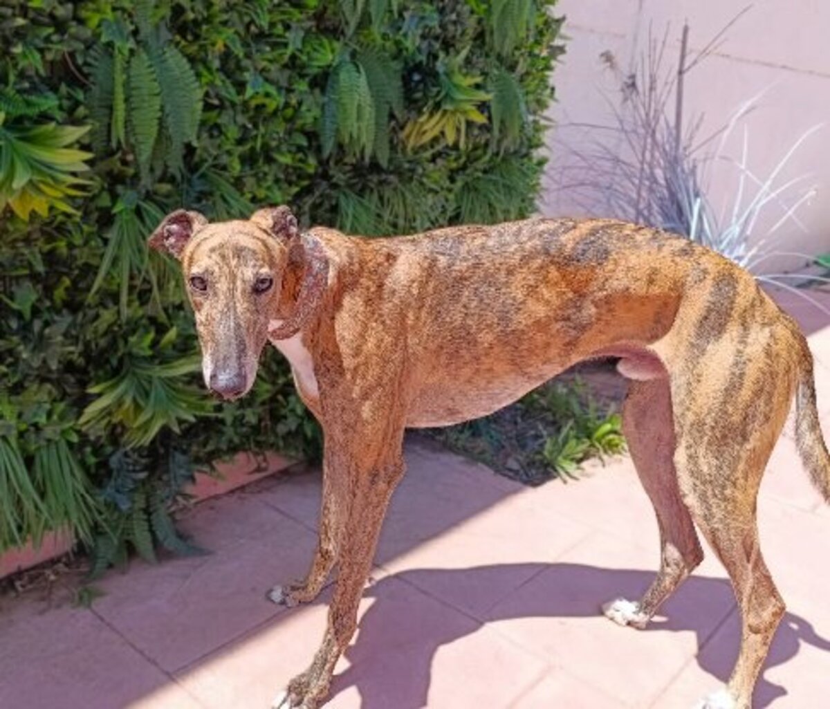 Adoption Dayro