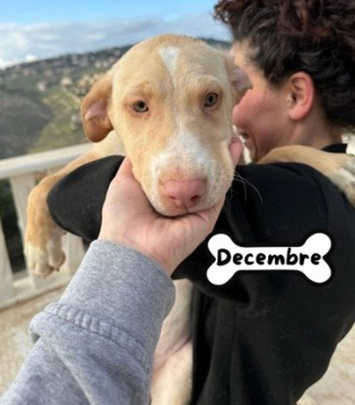 Adoption Decembre
