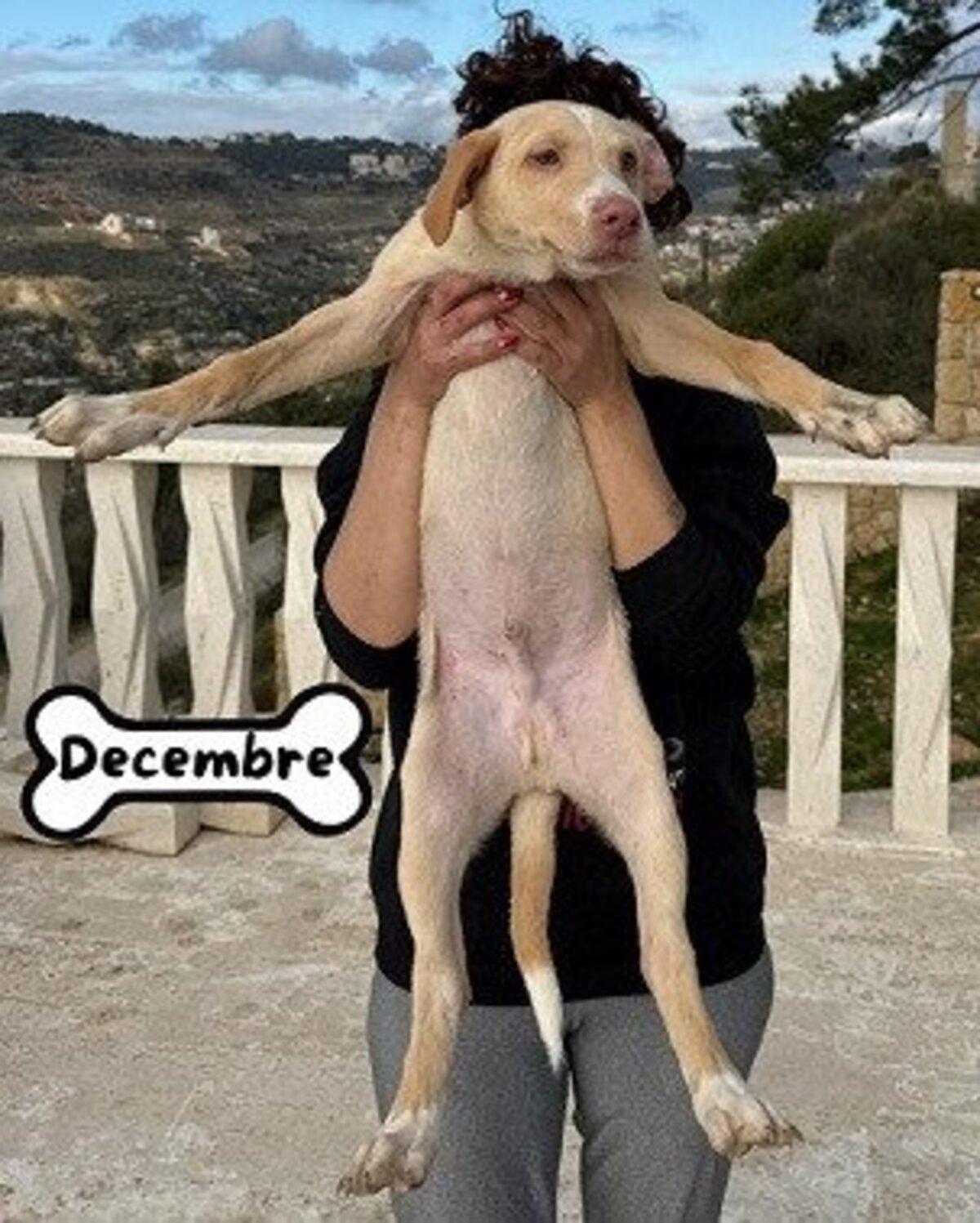 Adoption Decembre