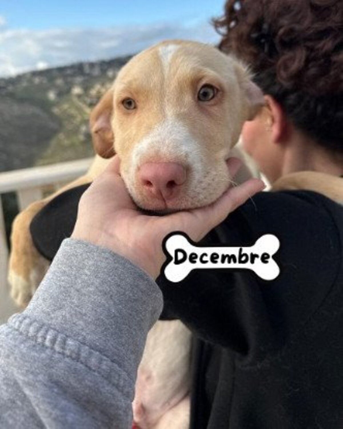 Adoption Decembre