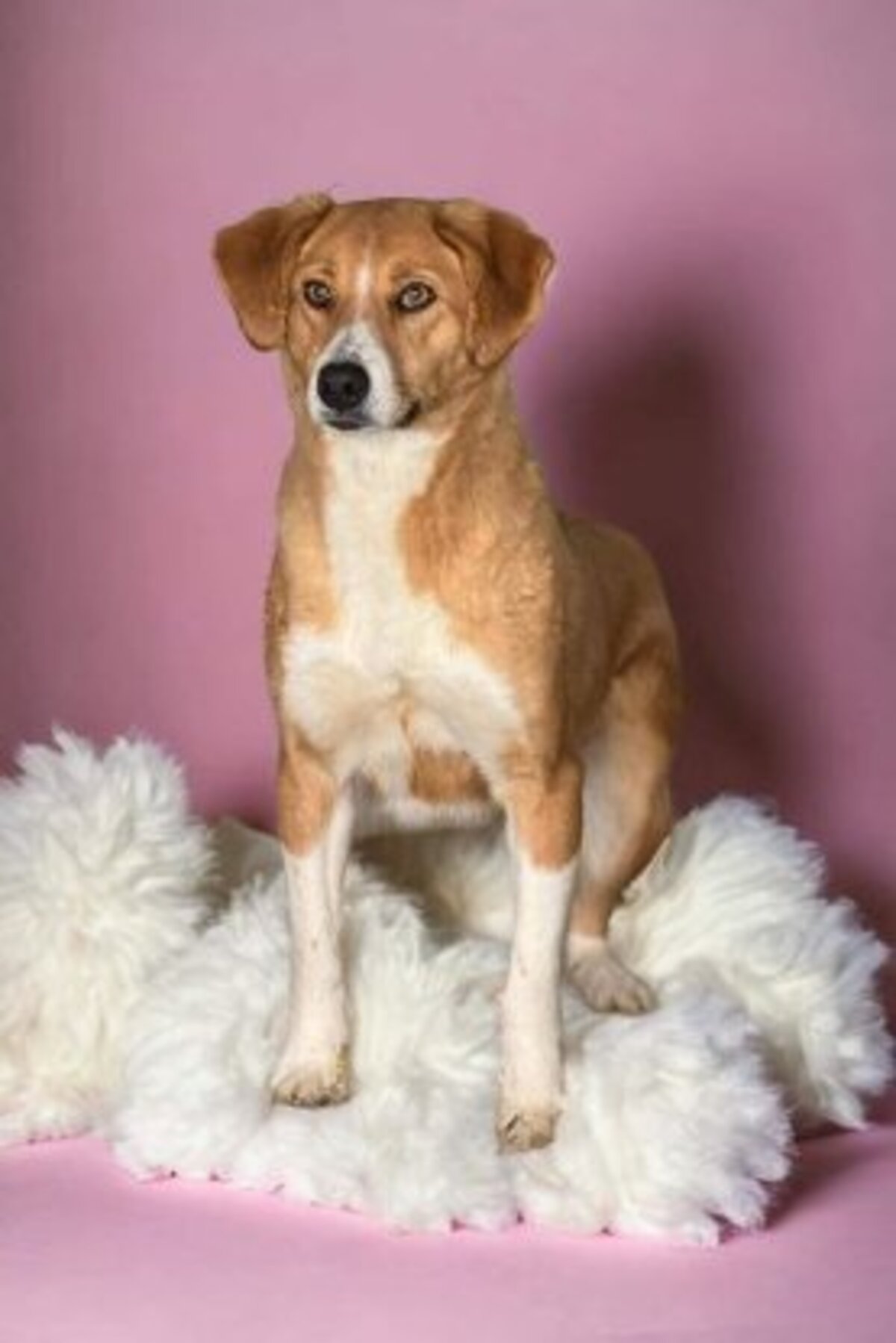 Adoption Délia