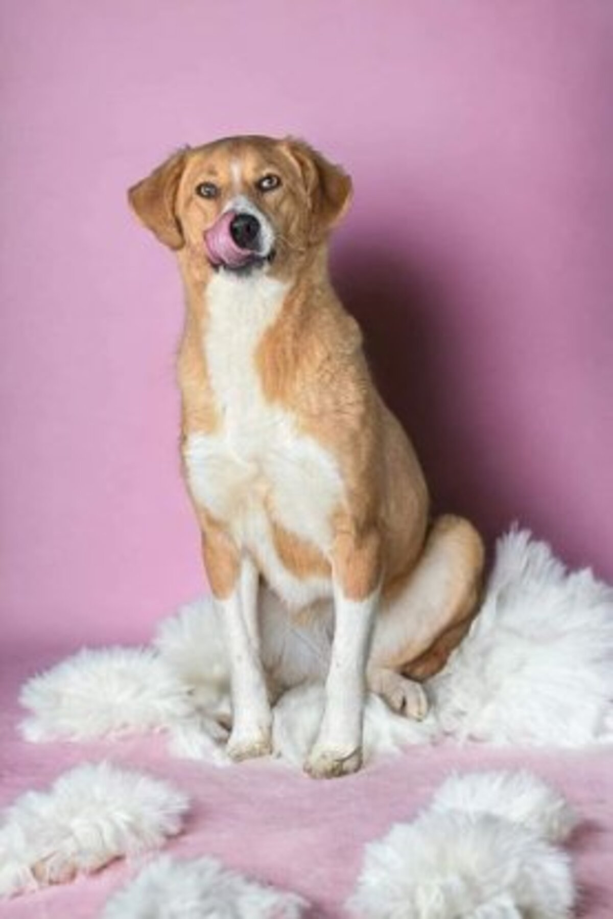 Adoption Délia