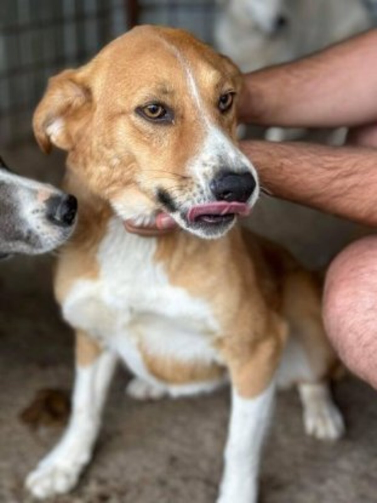 Adoption Délia