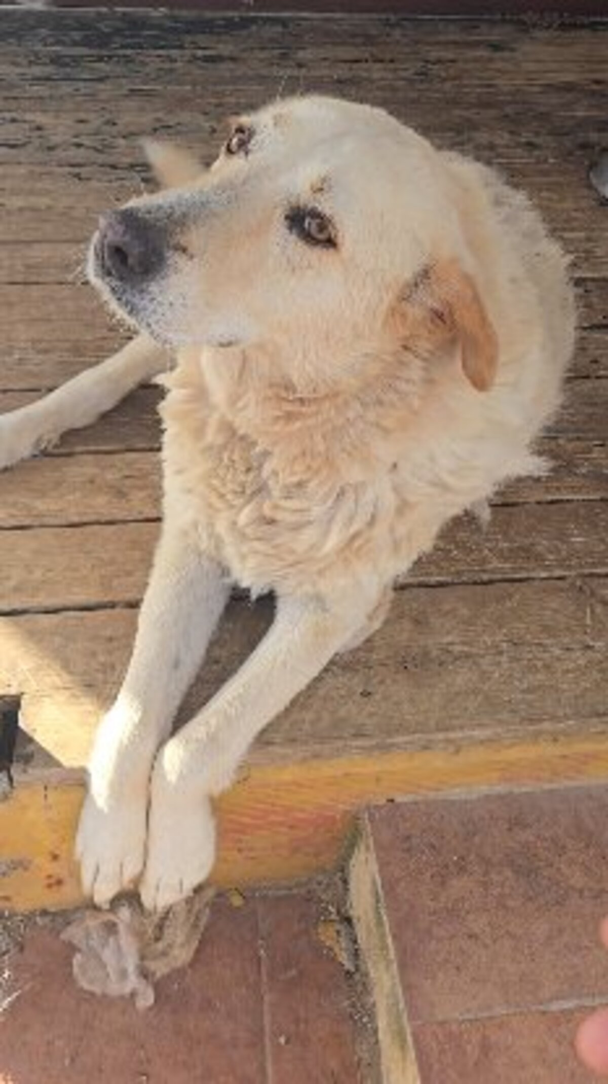 Adoption Delice