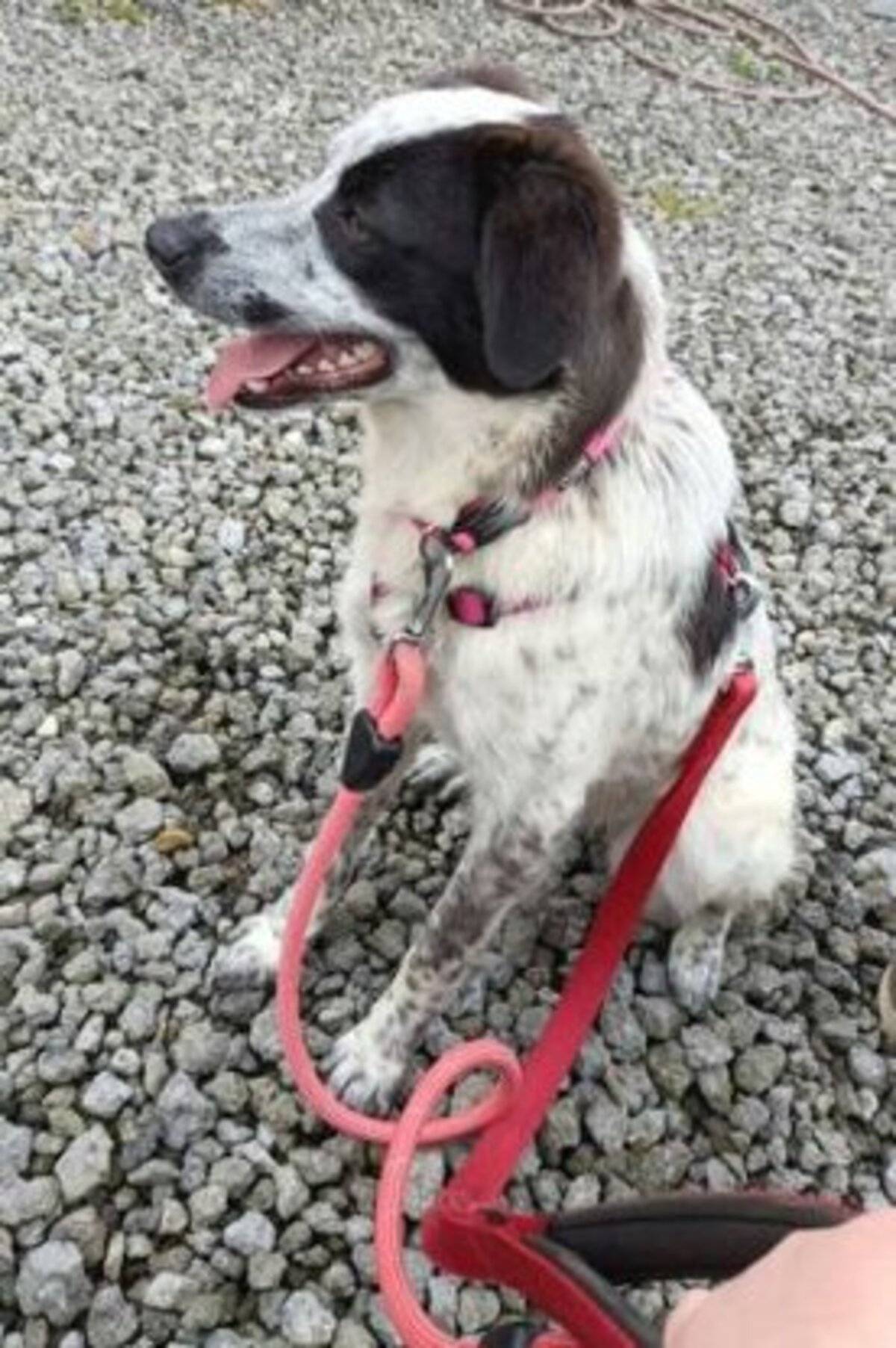 Adoption Deltyva