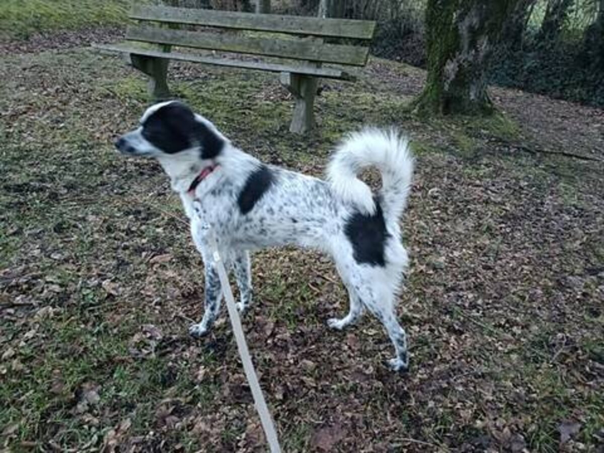 Adoption Deltyva