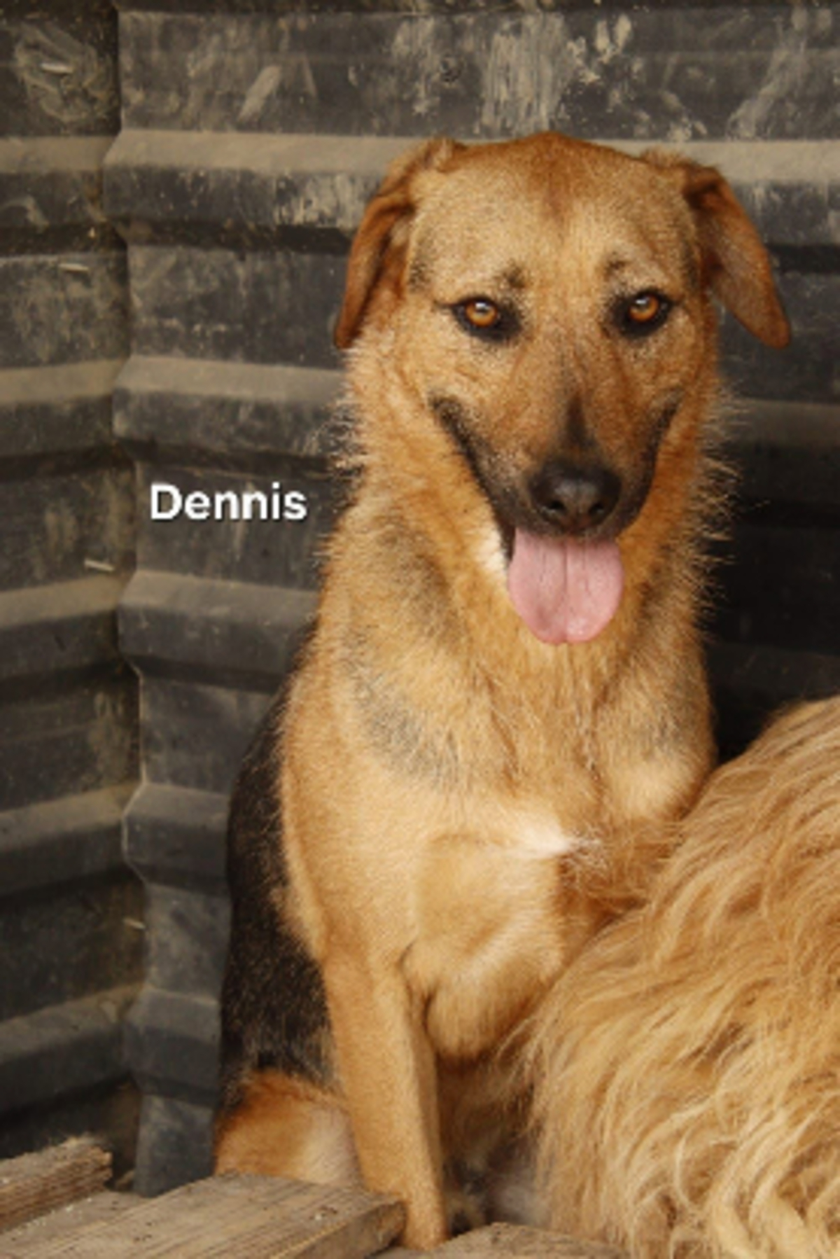 Adoption Dennis