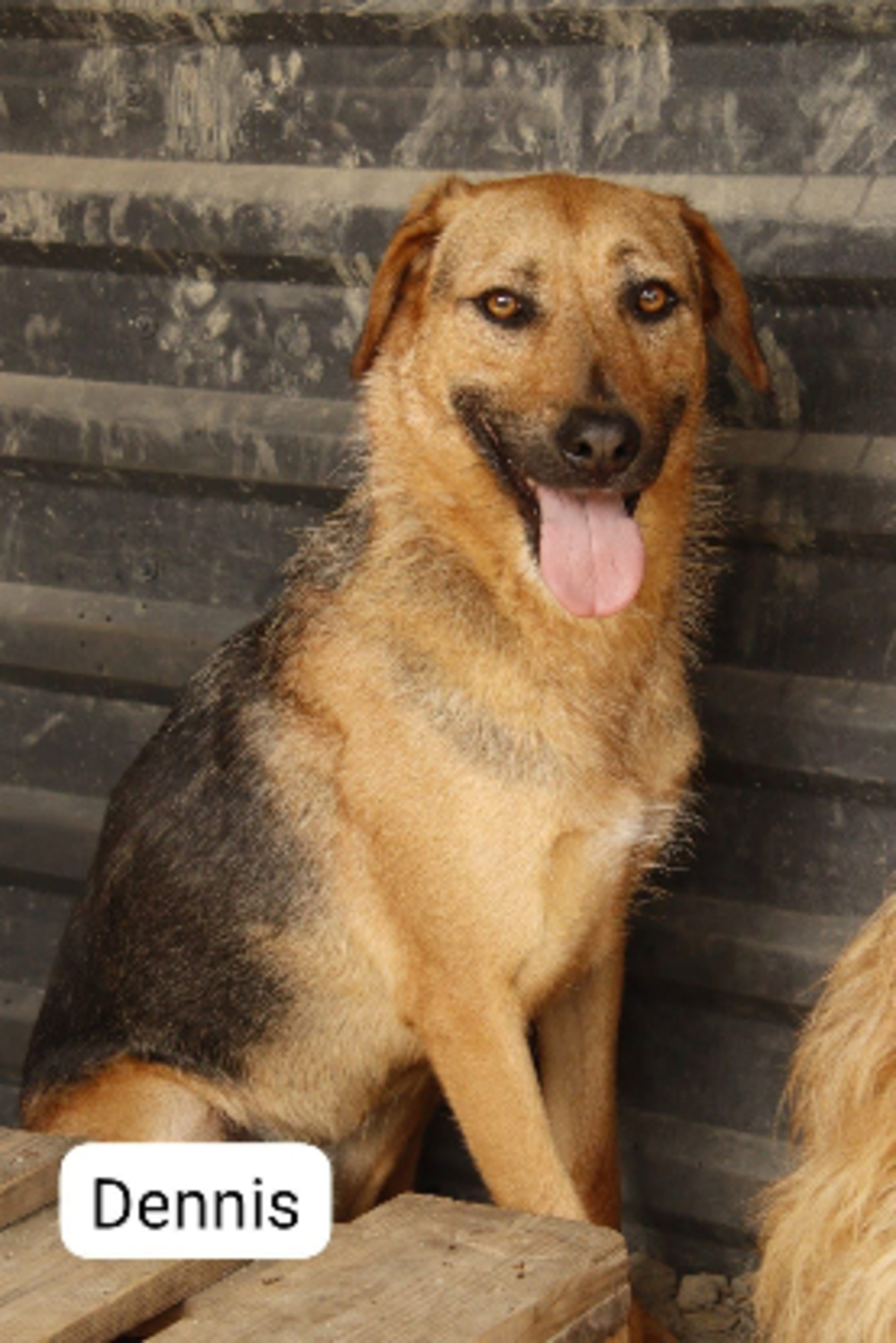 Adoption Dennis