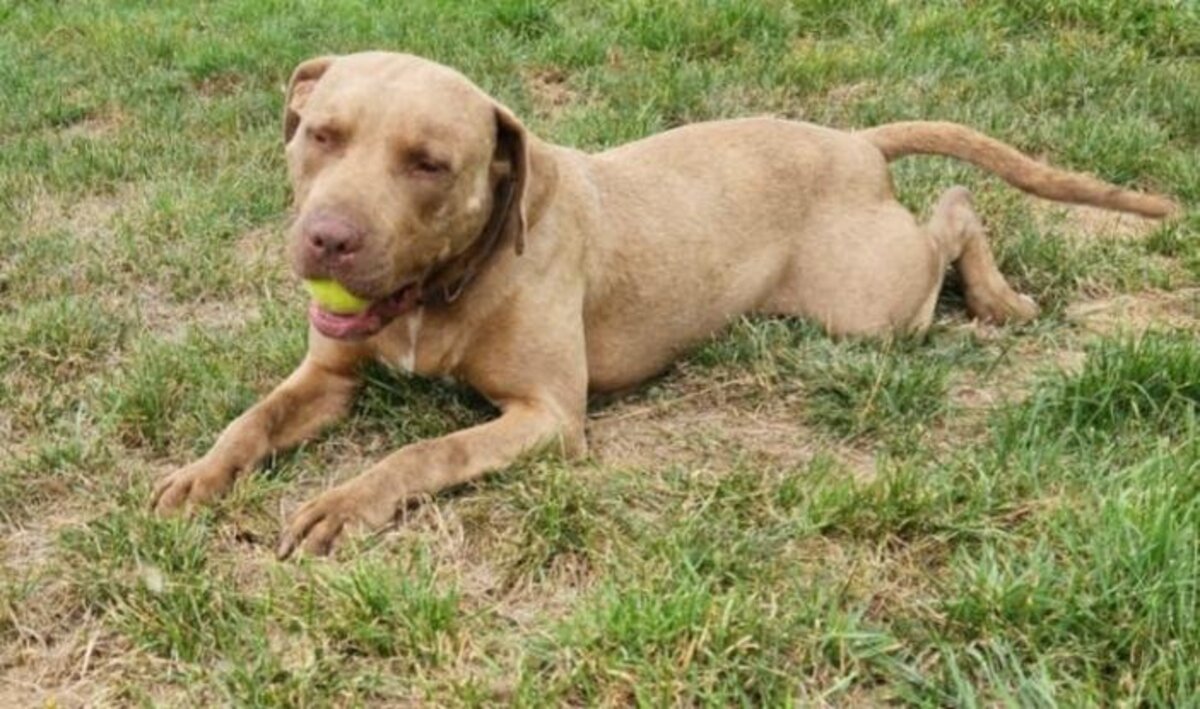 Adoption Denver