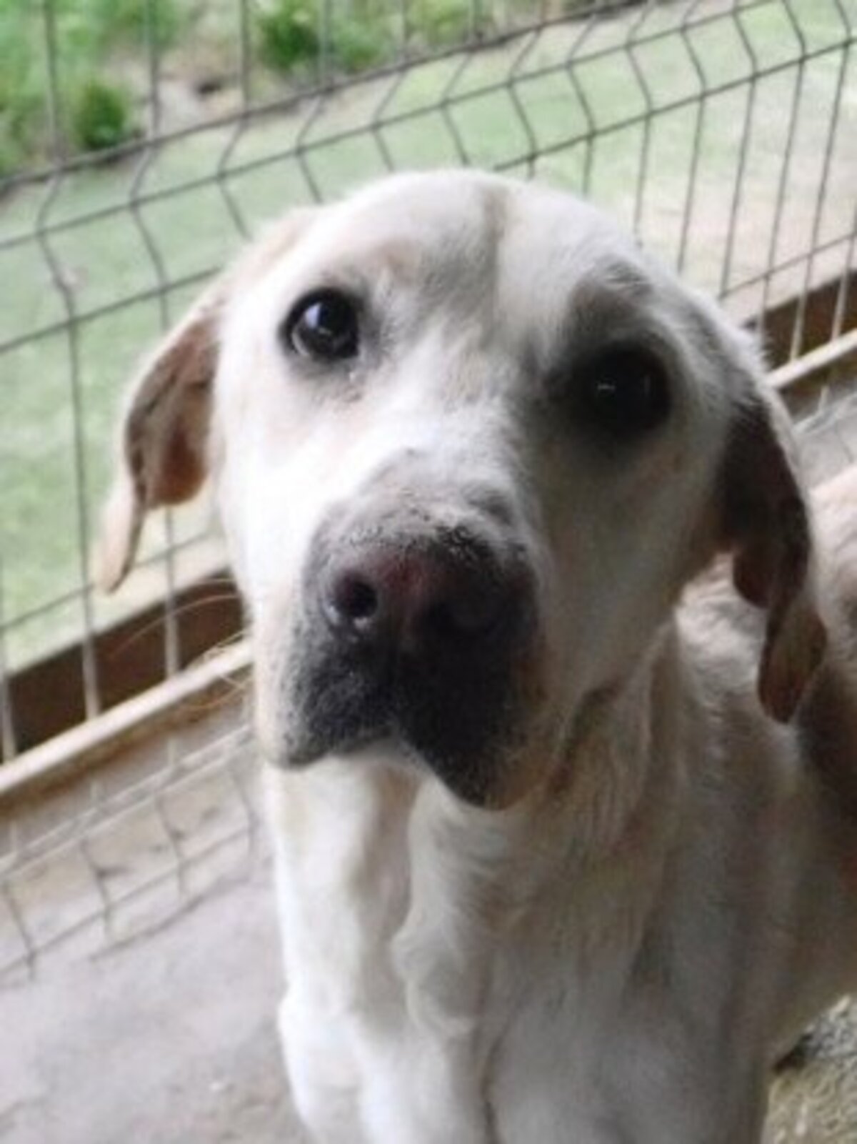 Adoption Derry