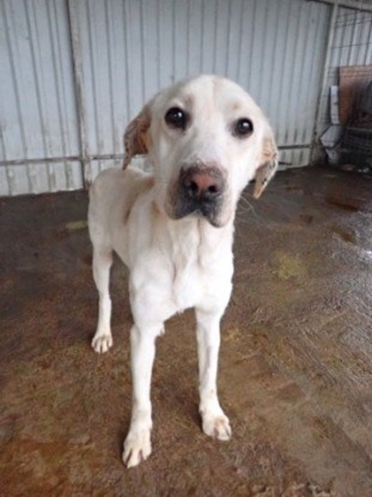 Adoption Derry